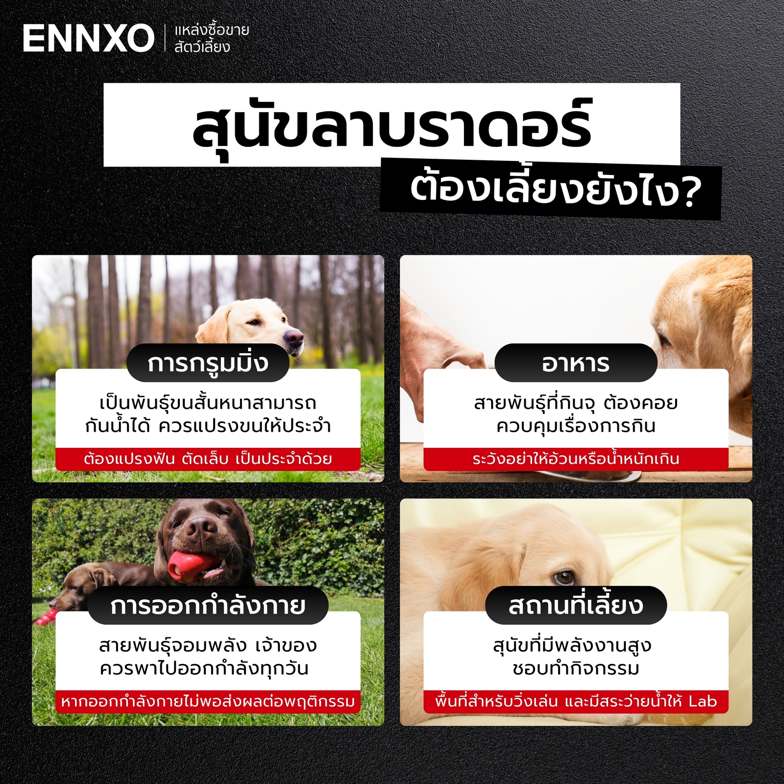 สุนัขลาบราดอร์ ดูแลอย่างไรบ้าง