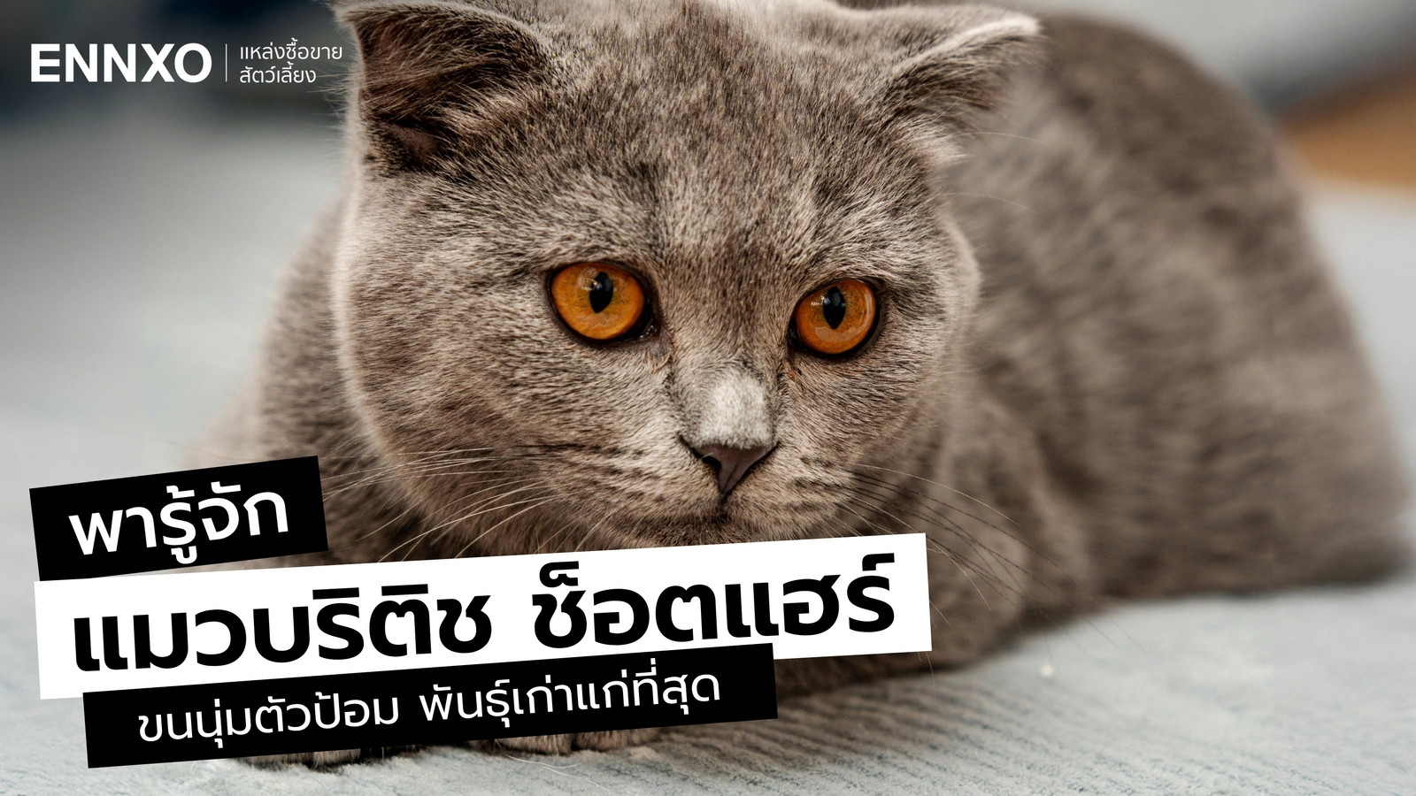 แมวบริติช ช็อตแฮร์ British Shorthair แท้ ดูยังไง สีไหนหายากแพงที่สุด?