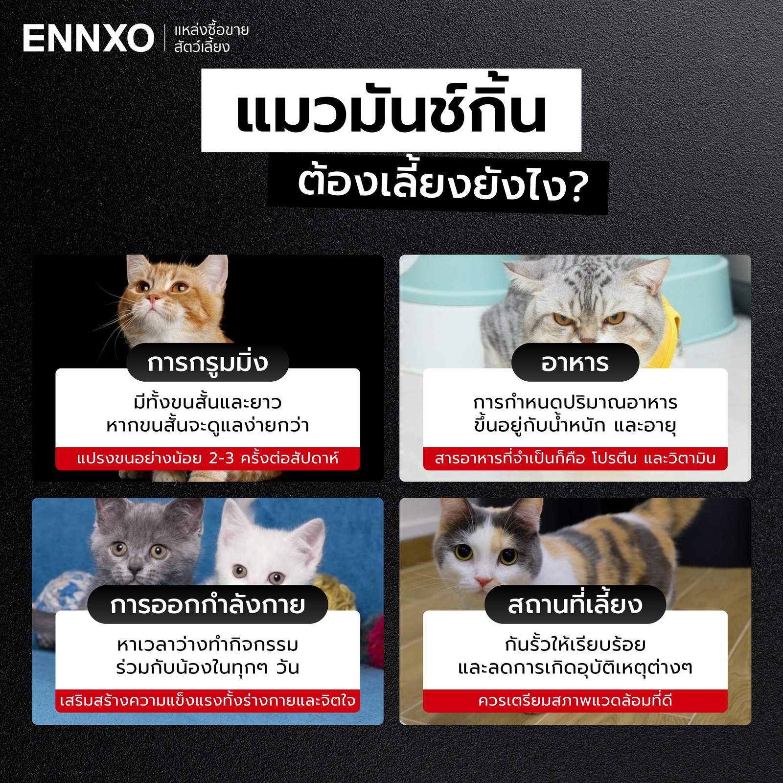 แมวมันช์กิ้น ต้องเลี้ยงดูแลอย่างไร