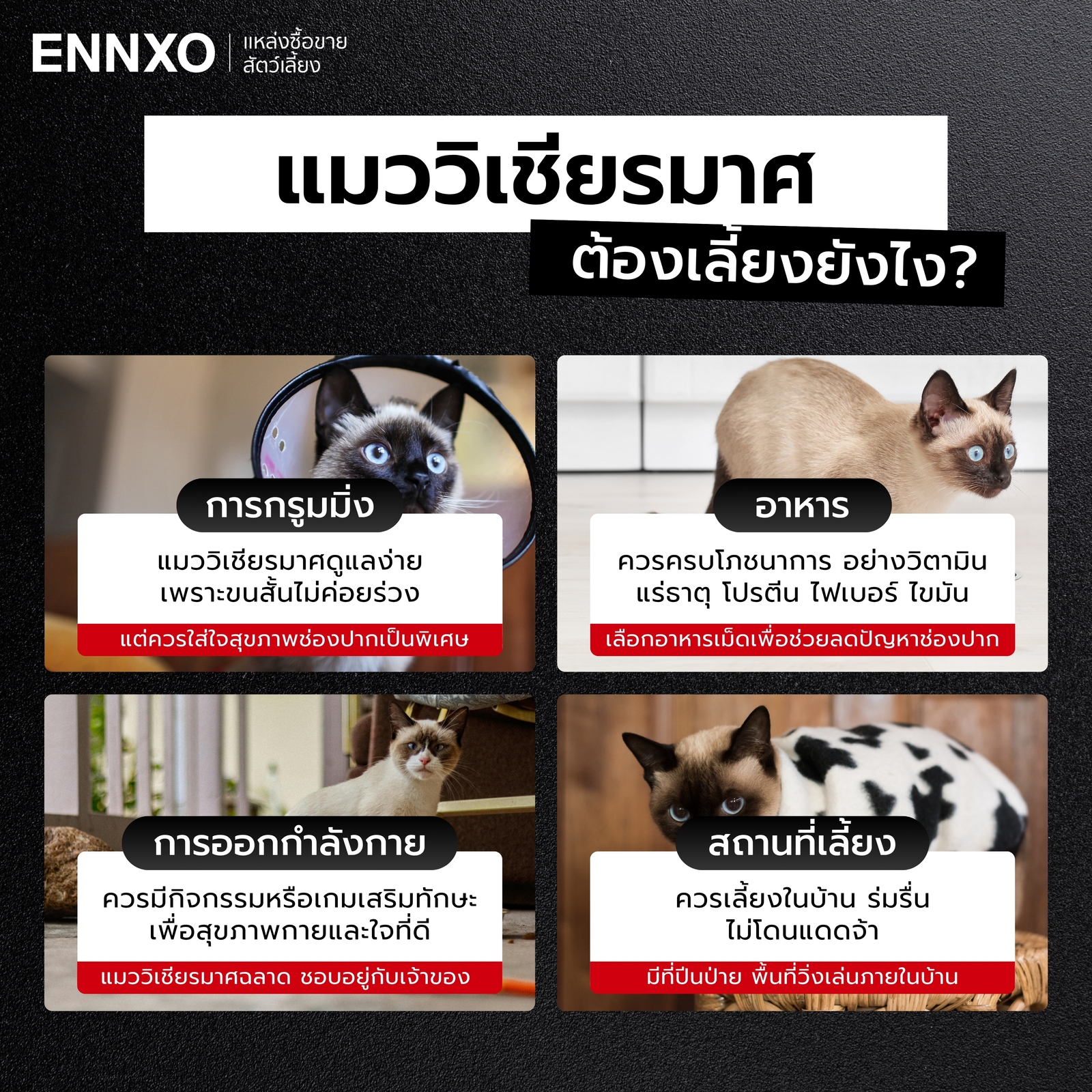 วิธีการเลี้ยง ดูแลแมววิเชียรมาศ