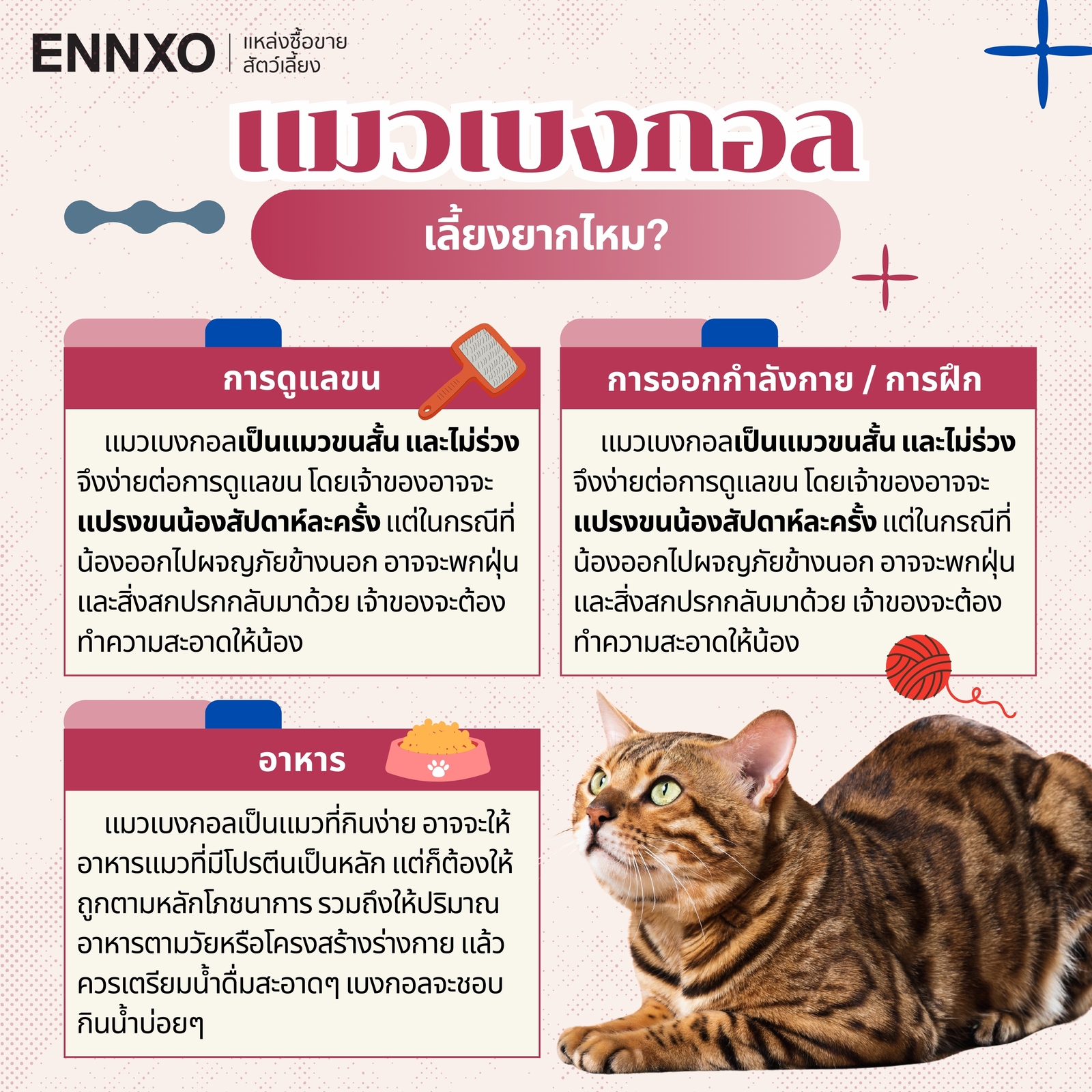 ข้อมูลเกี่ยวกับแมวเบงกอล (Bengal Cat)