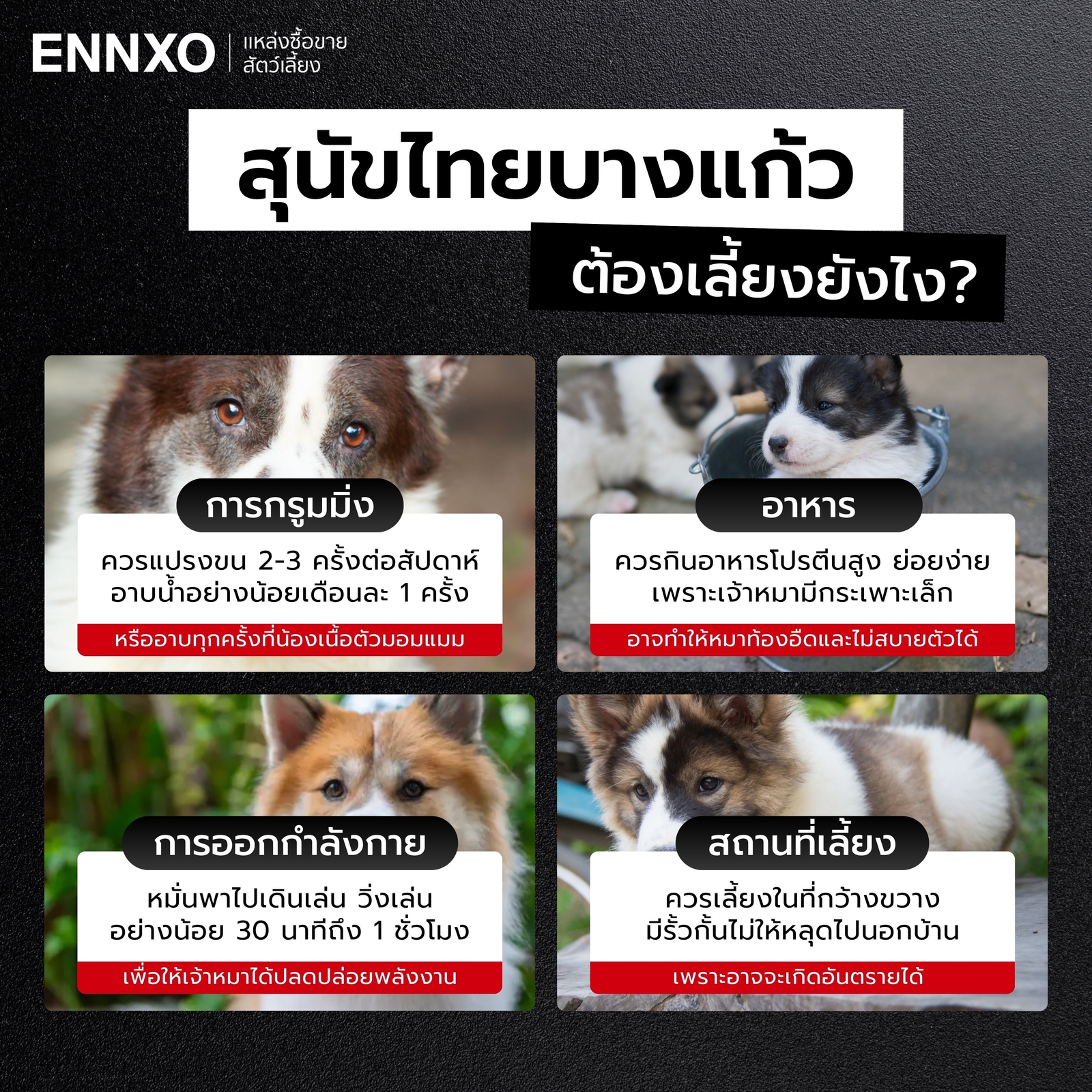 วิธีเตรียมตัวเลี้ยงหมาบางแก้ว ยังไงไม่ให้ดุ