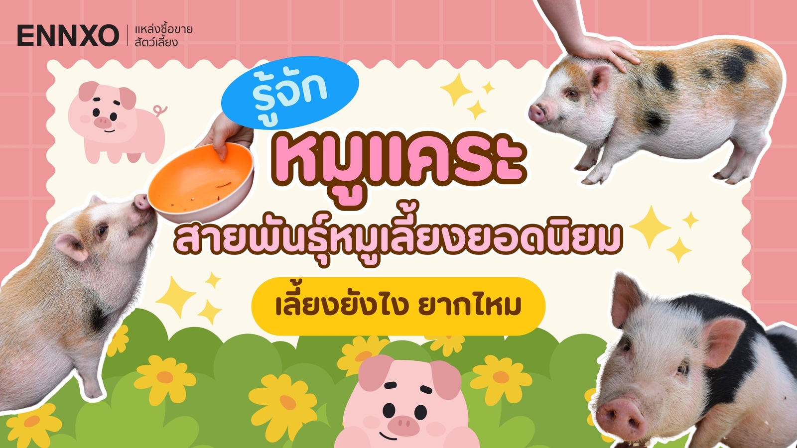 รู้จัก หมูแคระ สายพันธุ์หมูที่นิยมเลี้ยงในไทย เลี้ยงยังไง ยากไหม