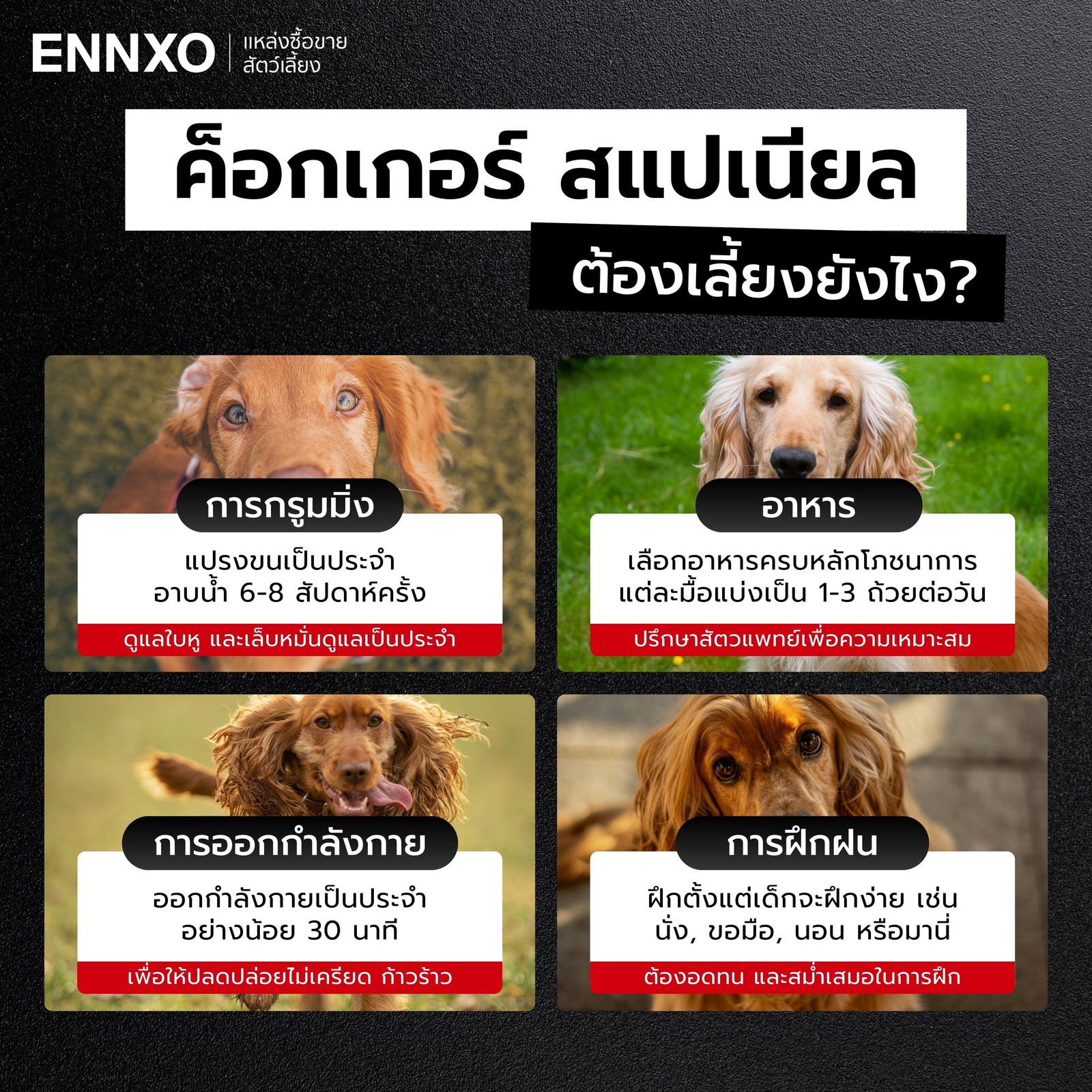 ค็อกเกอร์ สแปเนียล เลี้ยงยากไหม