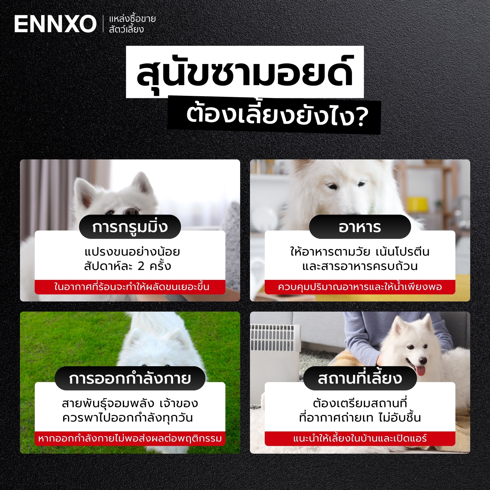 วิธีเลี้ยงซามอยด์-หมาประเทศเมืองหนาว