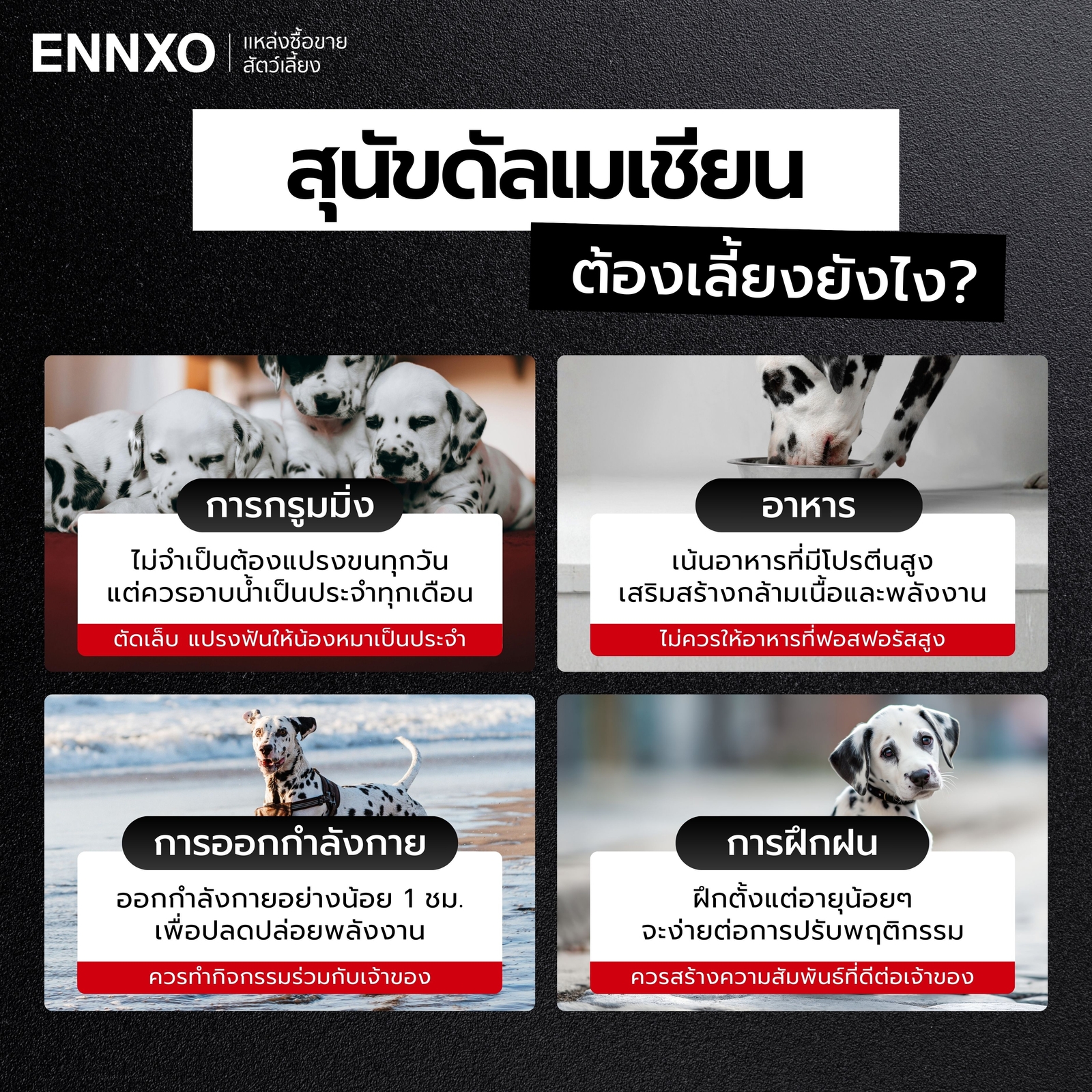 สุนัขดัลเมเชียน เลี้ยงยากไหม