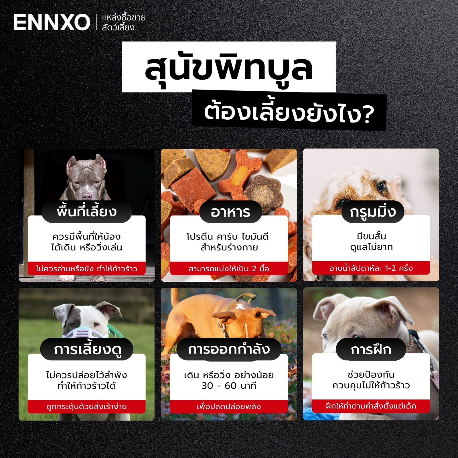 สุนัขพิทบูลดุไหม เลี้ยงยากรึเปล่า