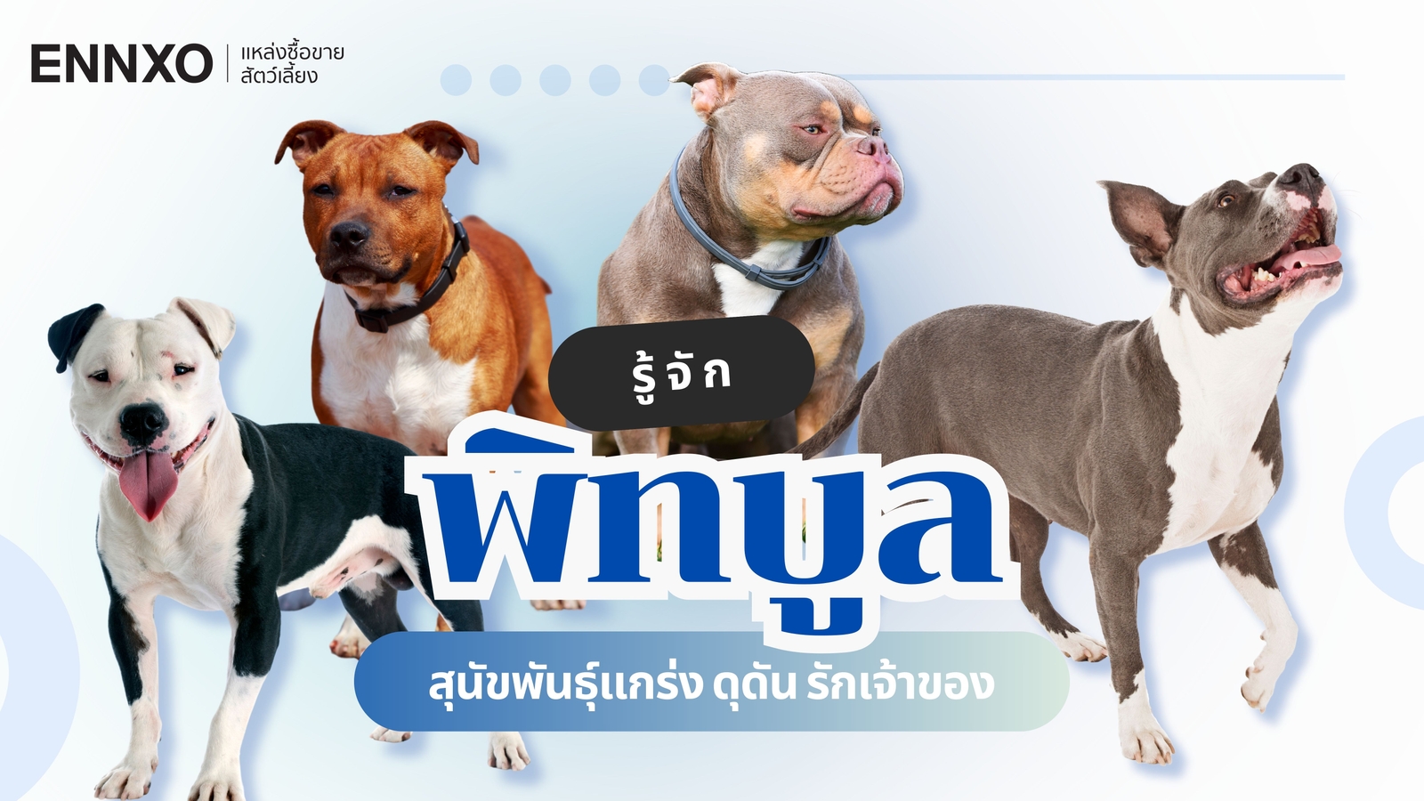 วิธีเลี้ยงพิทบูล (Pitbull) ไม่ให้ดุ พร้อมรู้จักนิสัยและลักษณะ