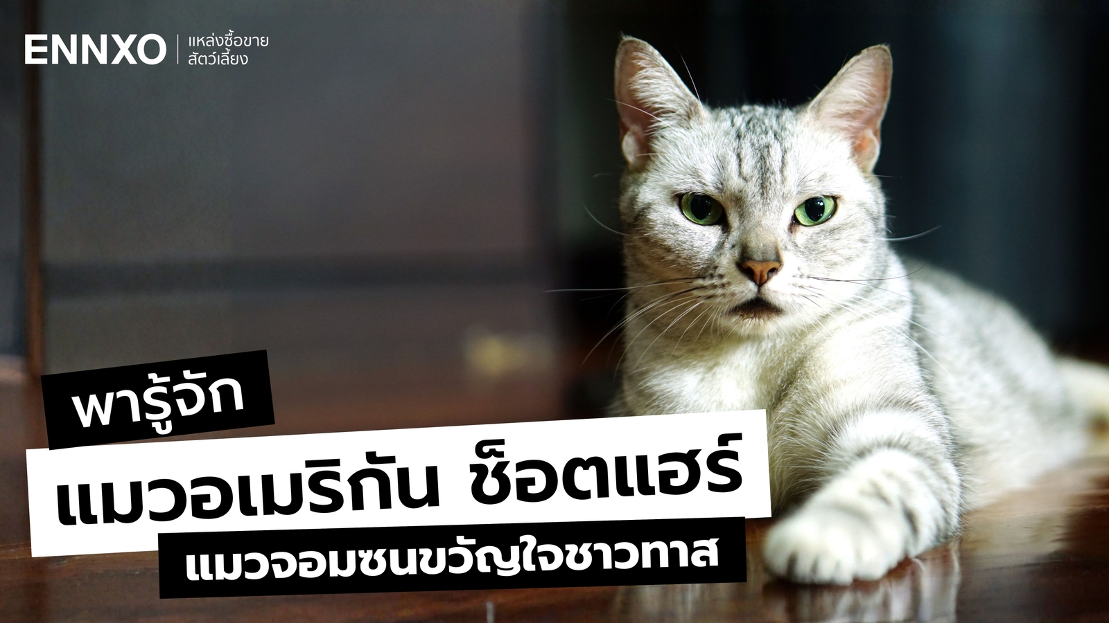 รู้จักแมวพันธุ์อเมริกันช็อตแฮร์ แท้ ดูยังไง มีกี่ลาย สีอะไรบ้าง?