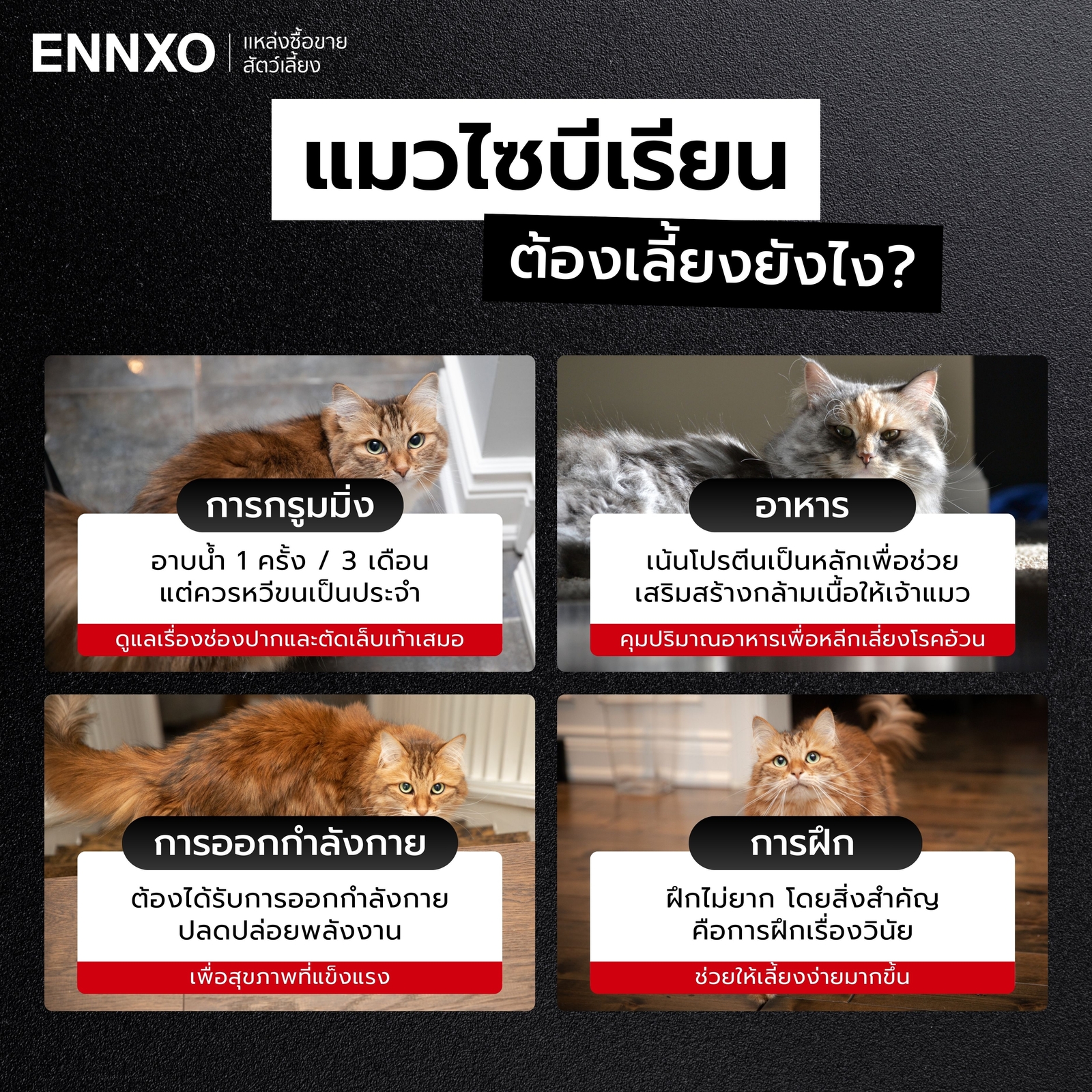 วิธีเลี้ยงแมวไซบีเรียน