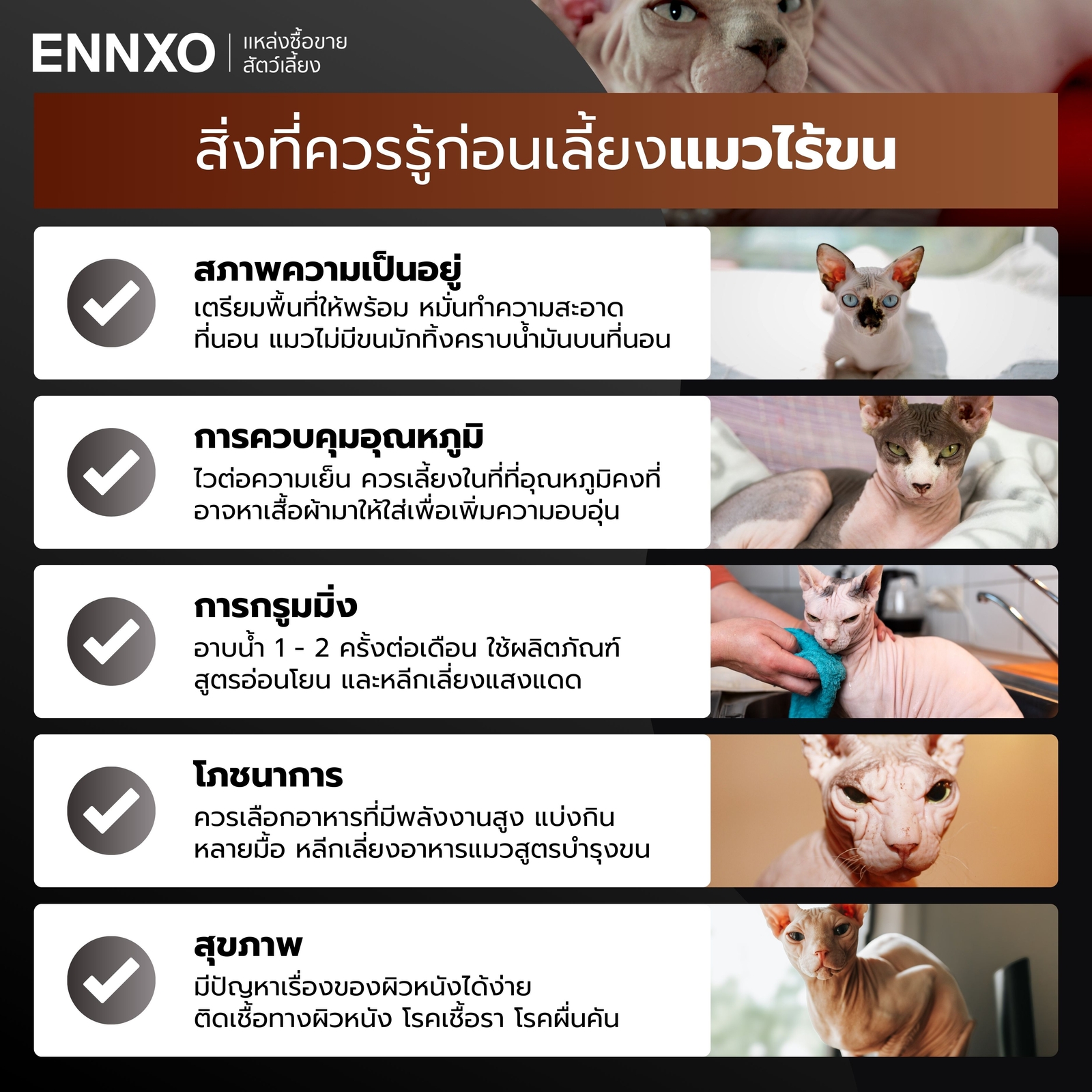 เลี้ยงแมวไม่มีขนยากไหม