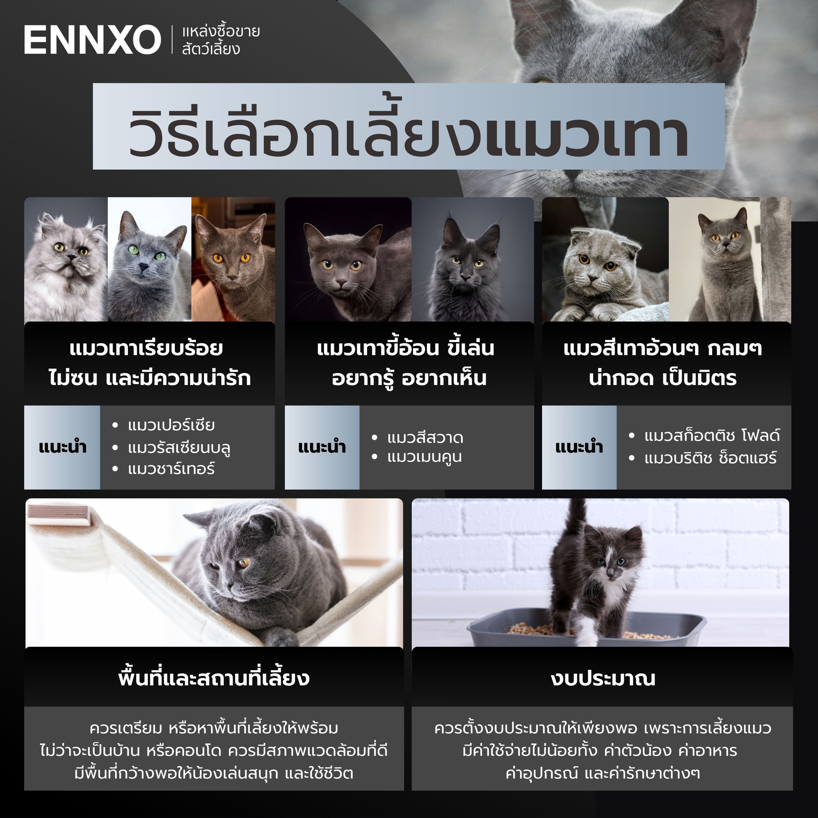 เลือกแมวเทาให้เข้ากับไลฟ์สไตล์คุณ