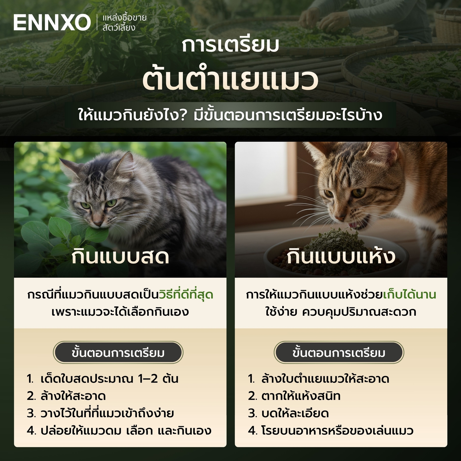 วิธีให้แมวกินต้นตำแยแมว ทำยังไง