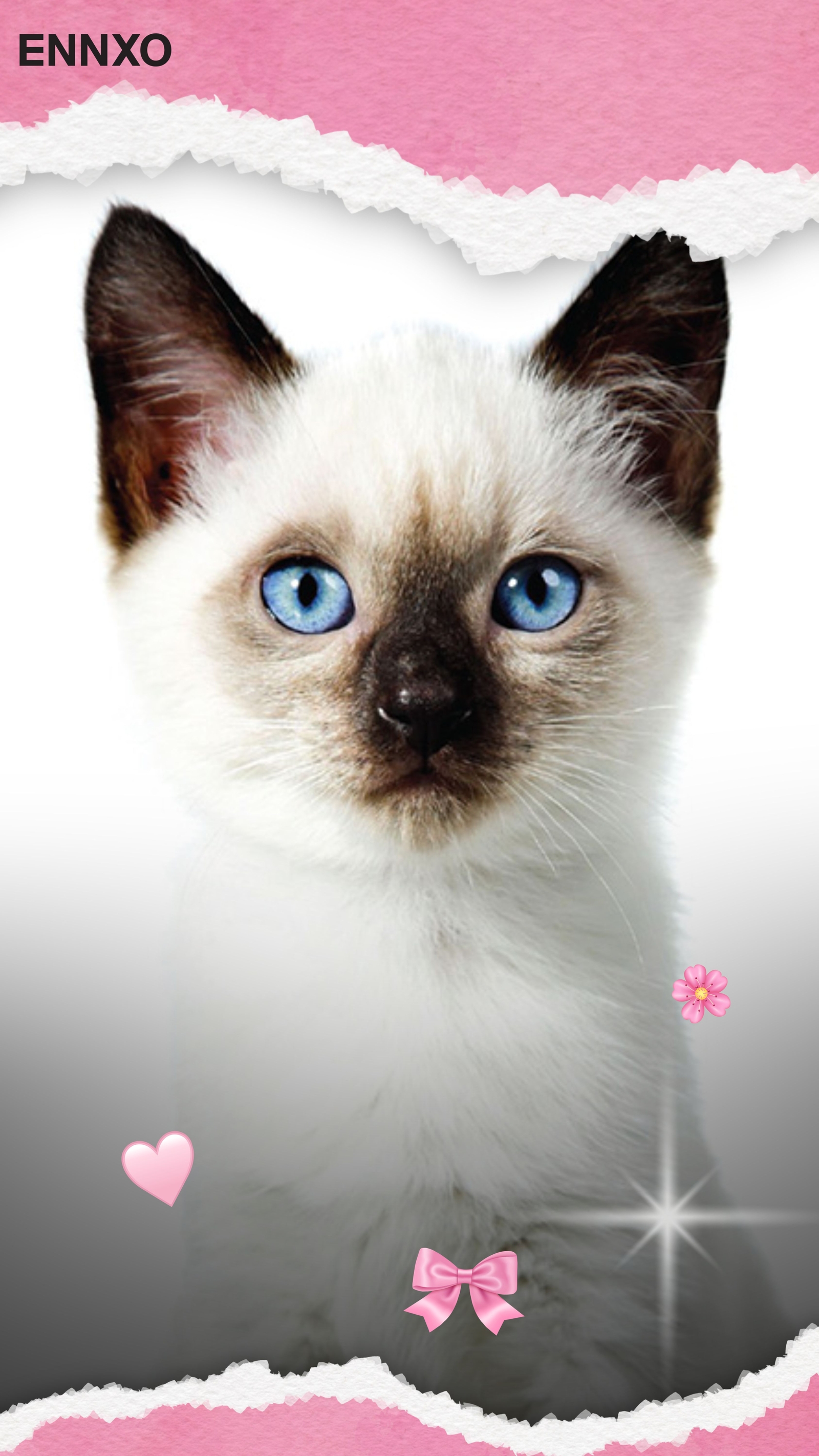 แมววิเชียรมาศ รูปแมวน่ารัก วอลเปเปอร์โทรศัพท์