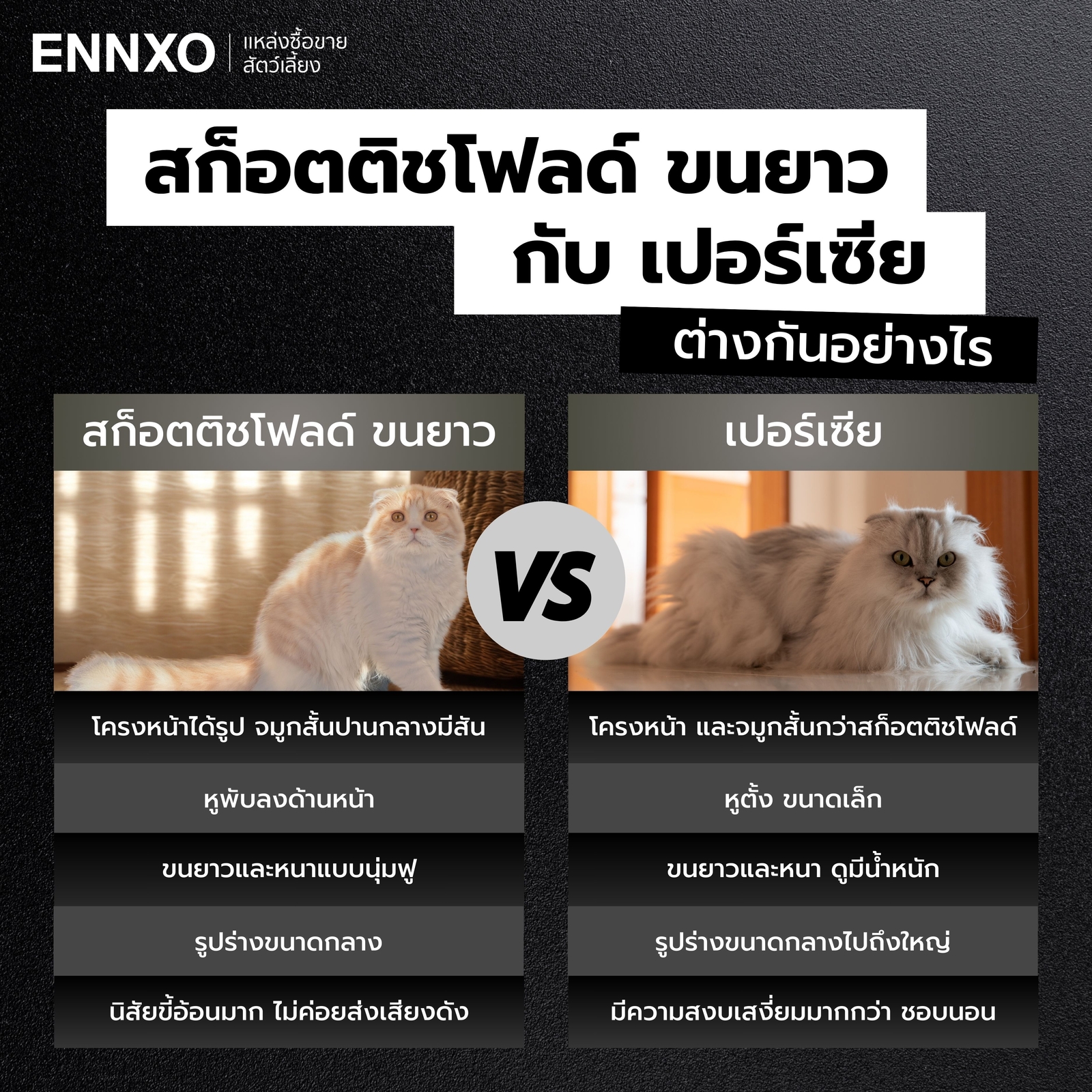 สก็อตติชขนยาว กับเปอร์เซีย ต่างกันยังไง