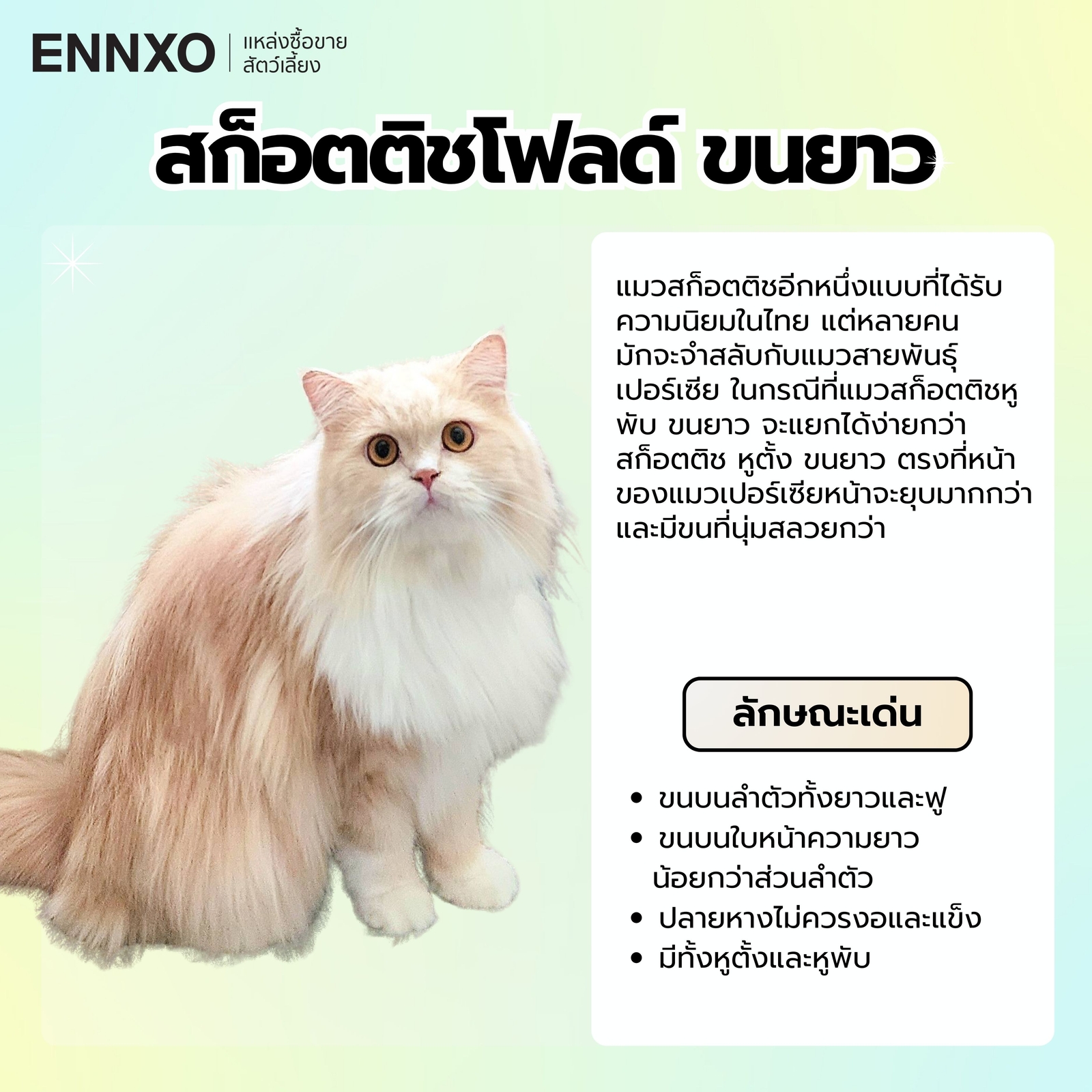 สก็อตติชโฟลด์ ขนยาว ลักษณะ