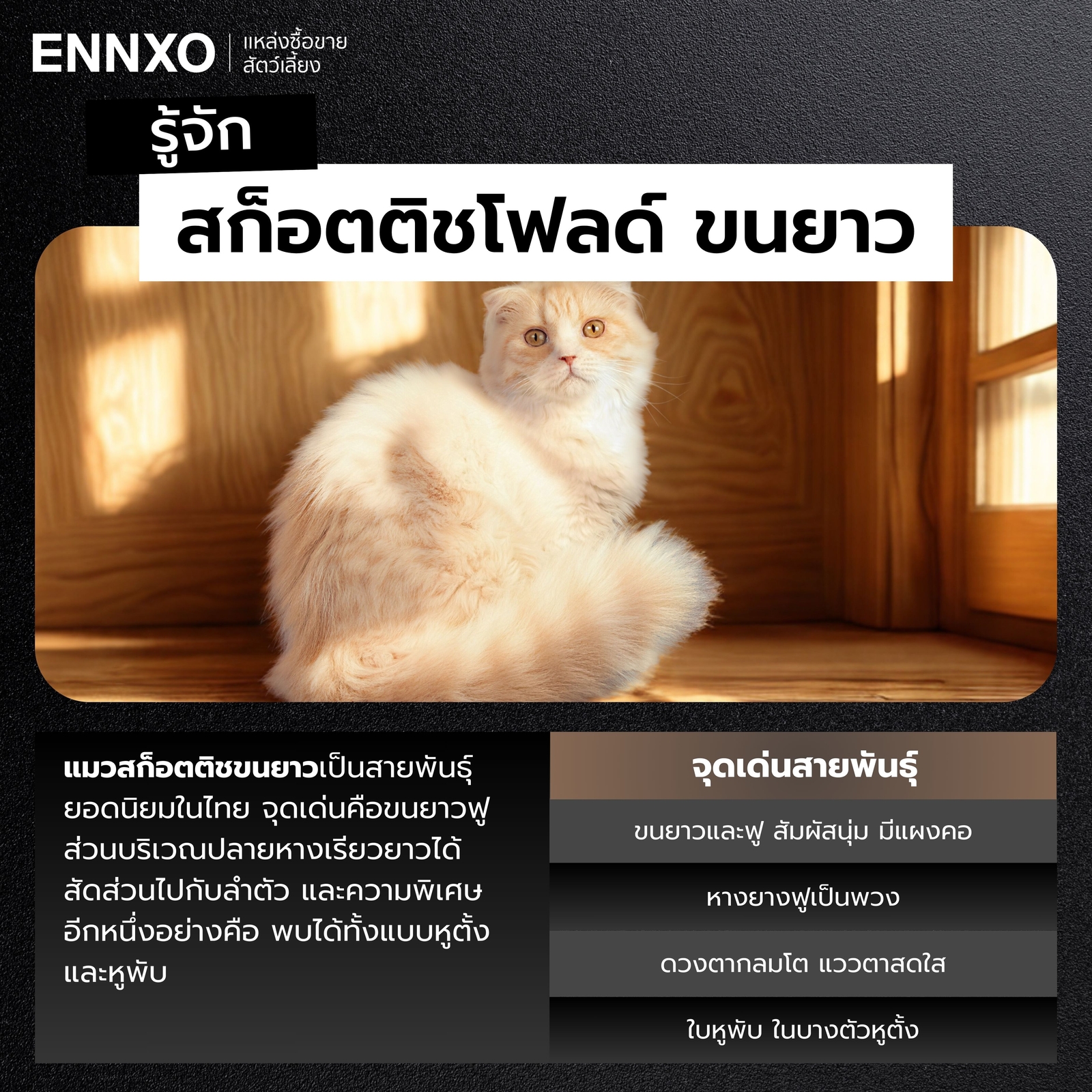 สก็อตติชโฟลด์ ขนยาว ลักษณะเด่น