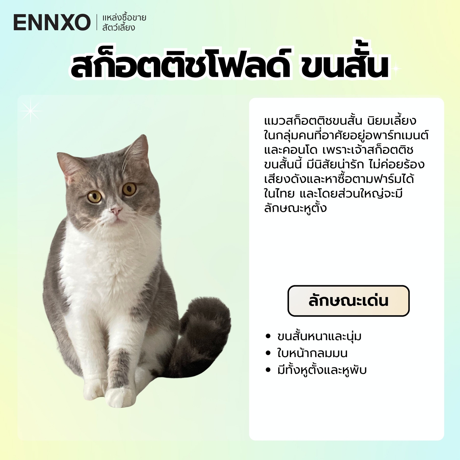 สก็อตติชโฟลด์ ขนสั้น ลักษณะ