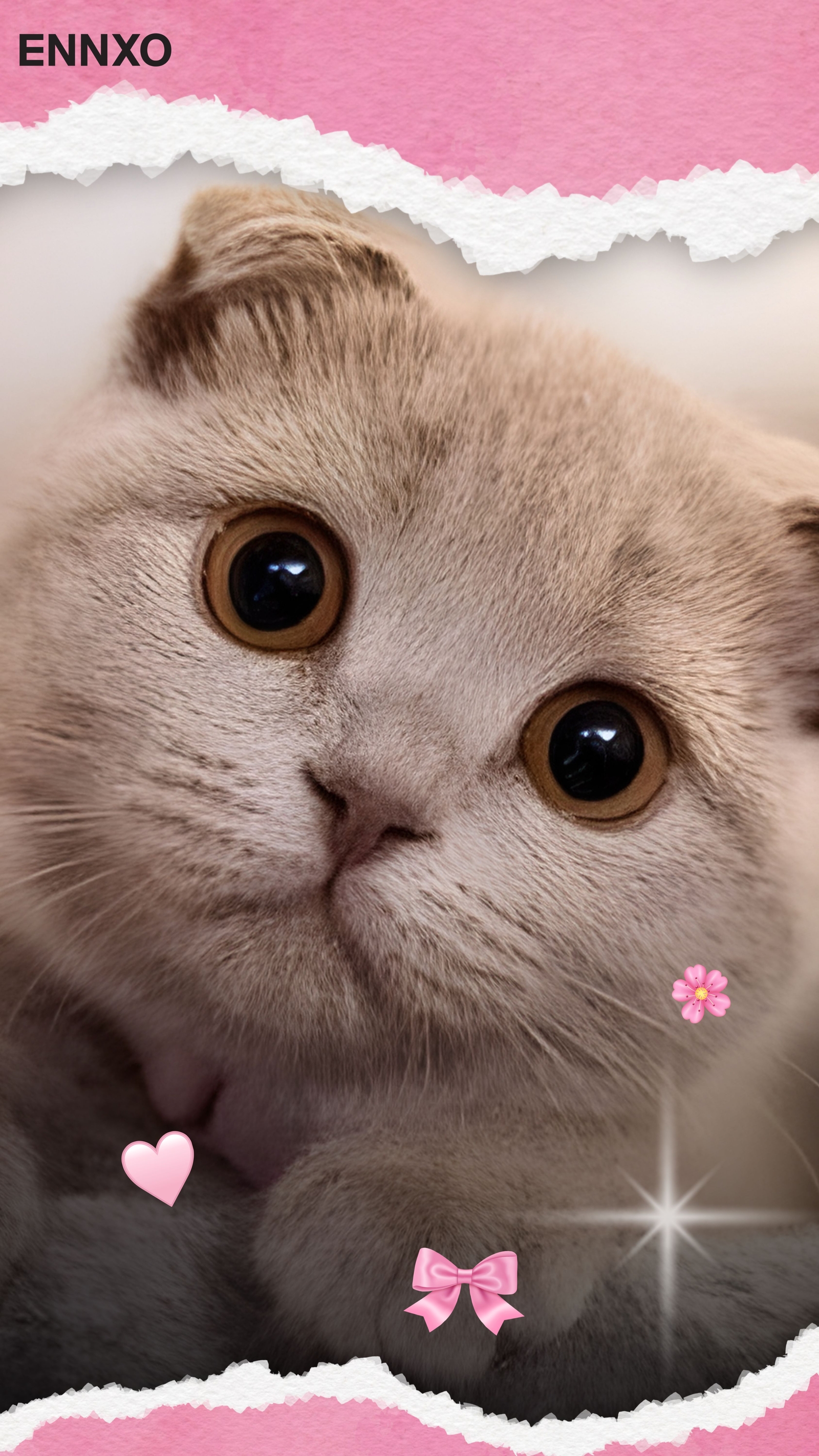 แมวสก็อตติชโฟลด์ รูปแมวน่ารัก วอลเปเปอร์โทรศัพท์