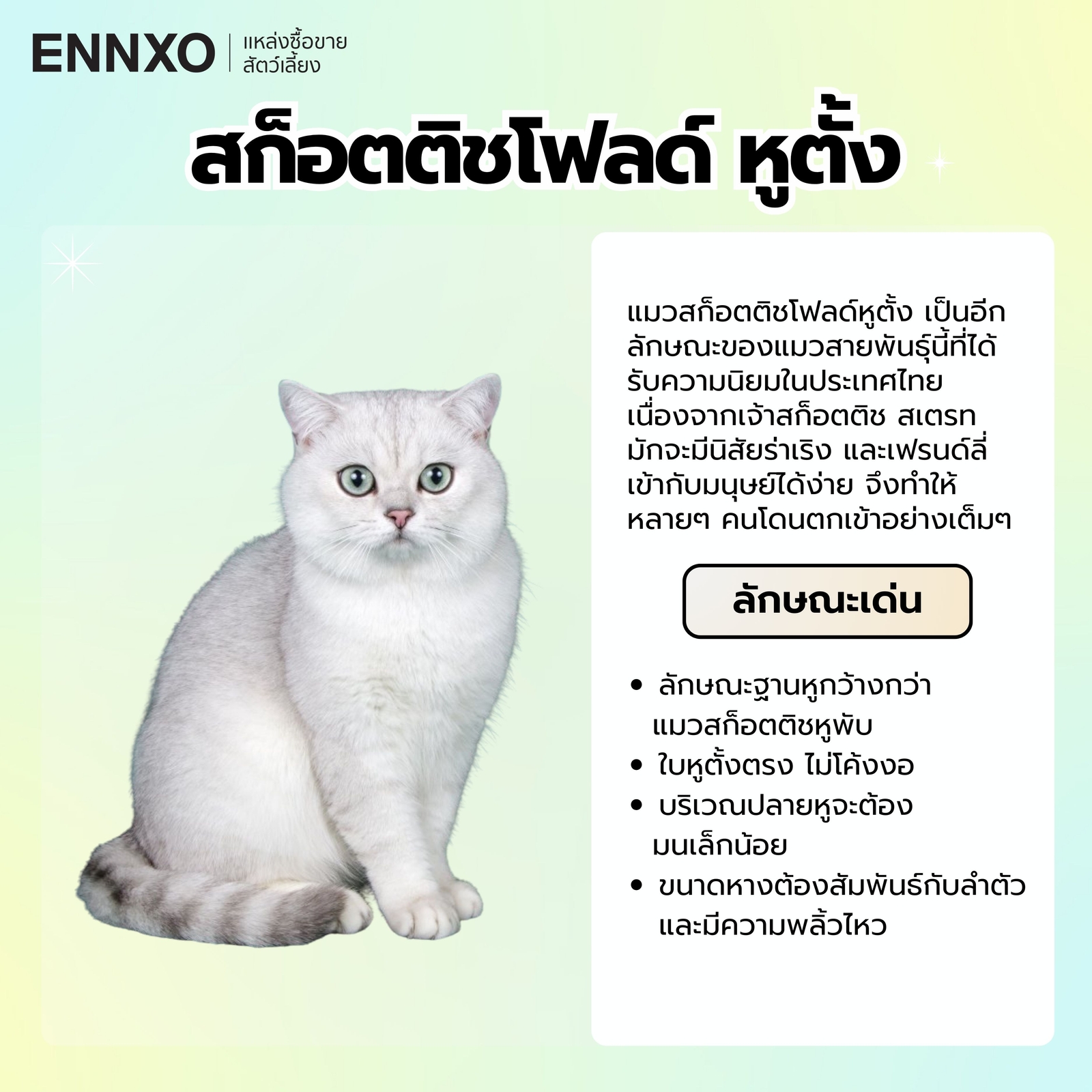 สก็อตติชโฟลด์ หูตั้ง ลักษณะ