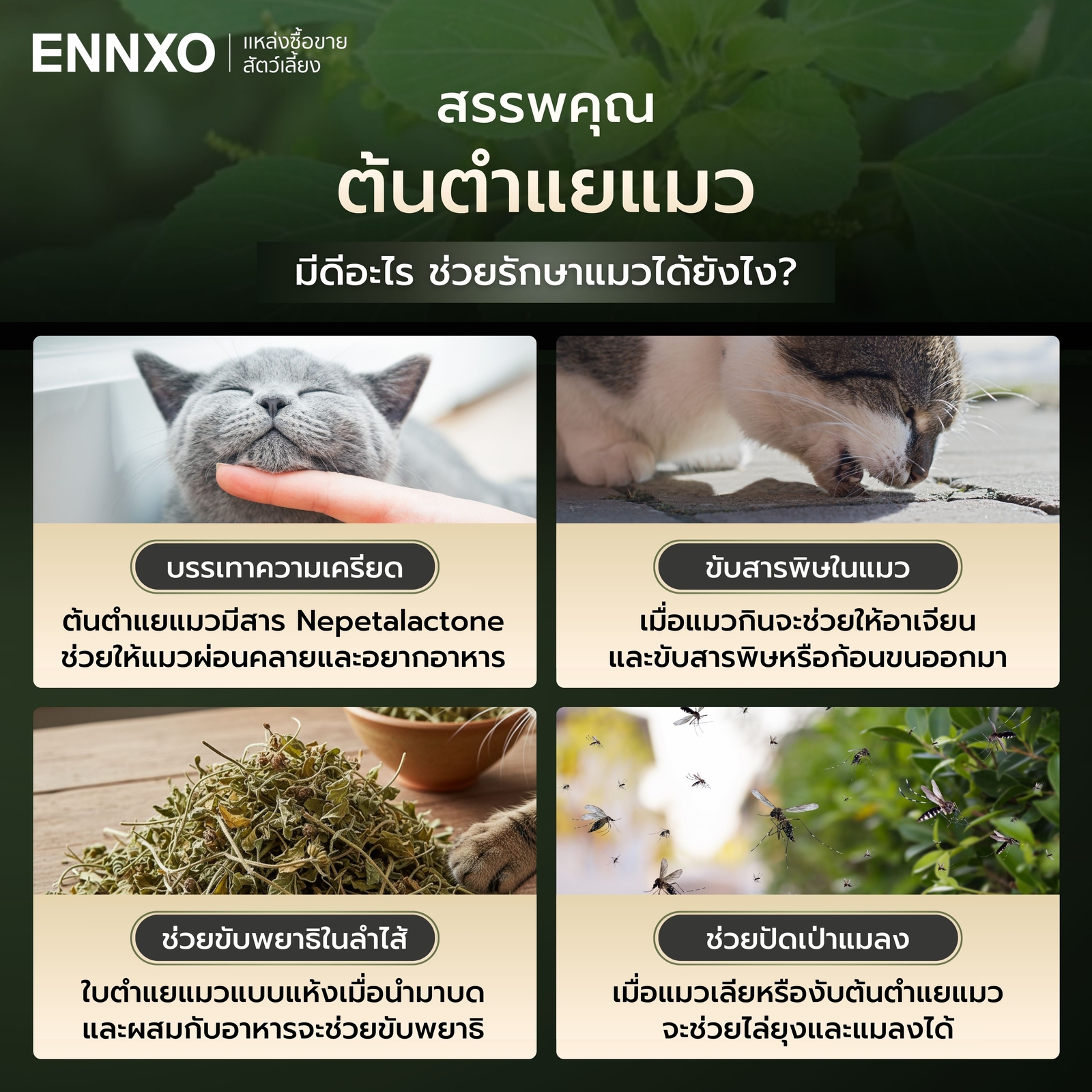 สรรพคุณต้นตำแยแมว