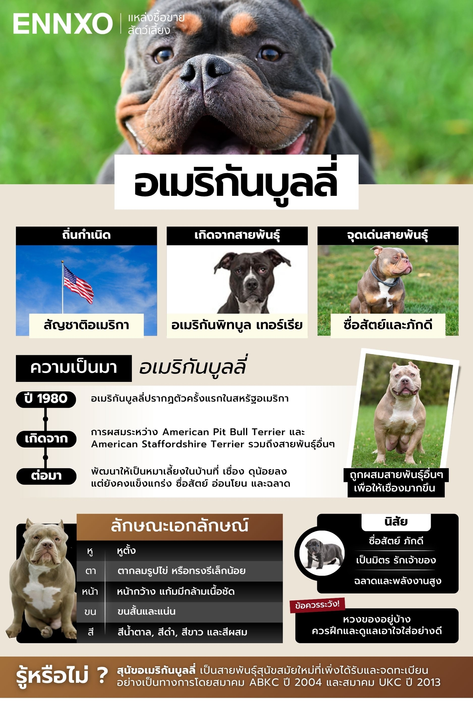 สรุป อเมริกันบูลลี่ เรื่องราวและลักษณะเป็นอย่างไร