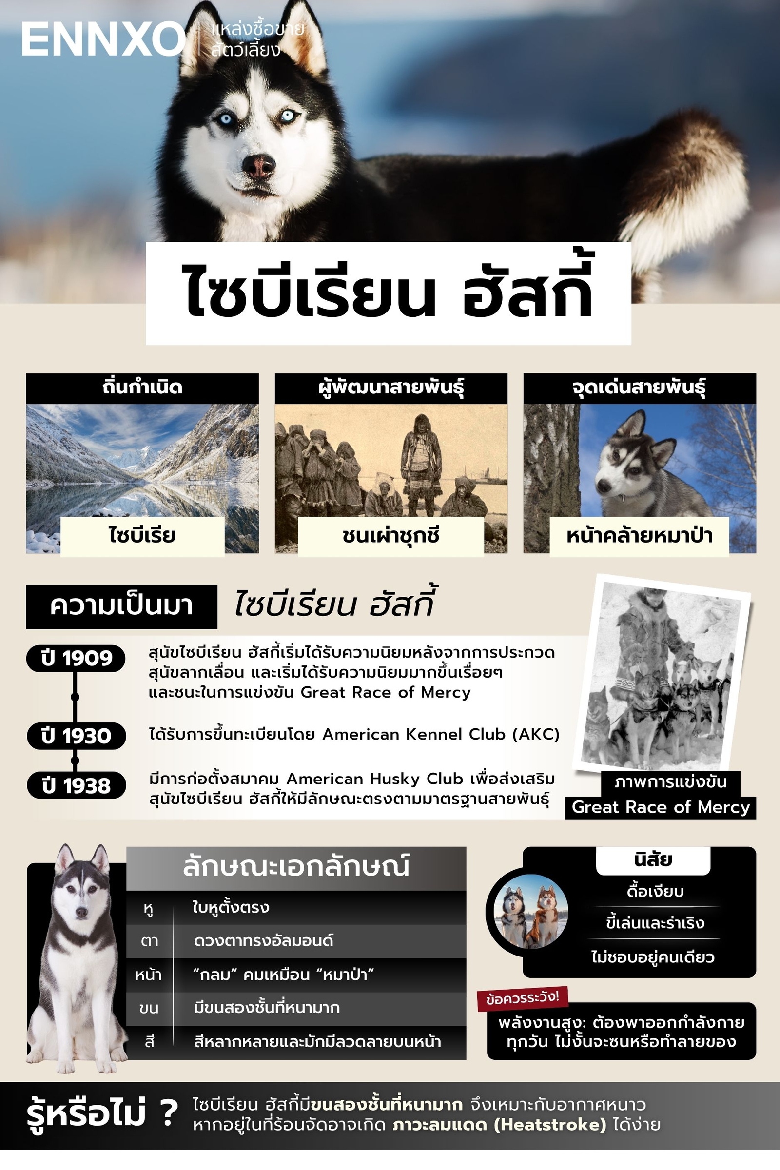 สรุป ไซบีเรียน ฮัสกี้ มีเรื่องราวและลักษณะเป็นอย่างไร