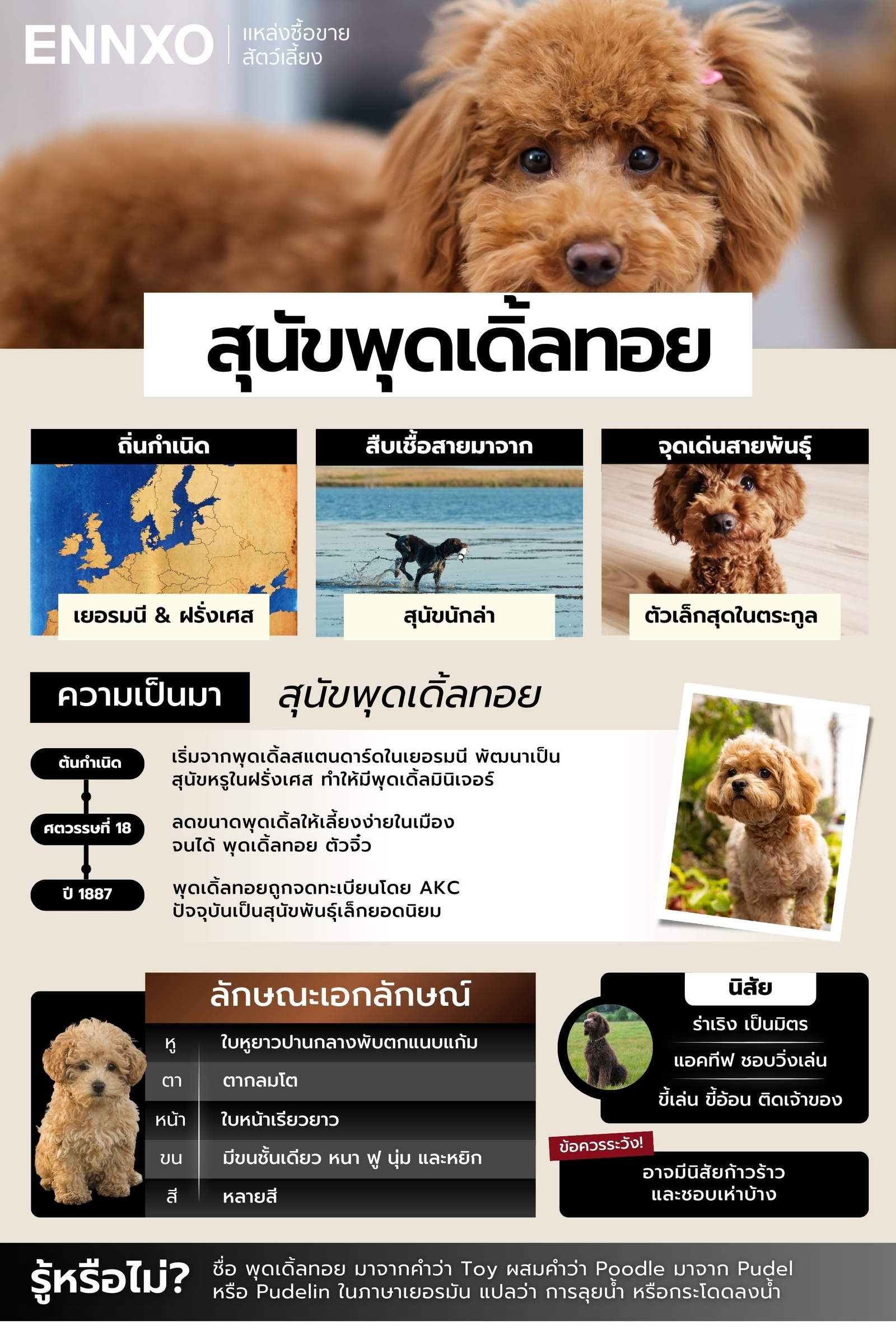 สรุปข้อมูลสุนัขพุดเดิ้ลทอย