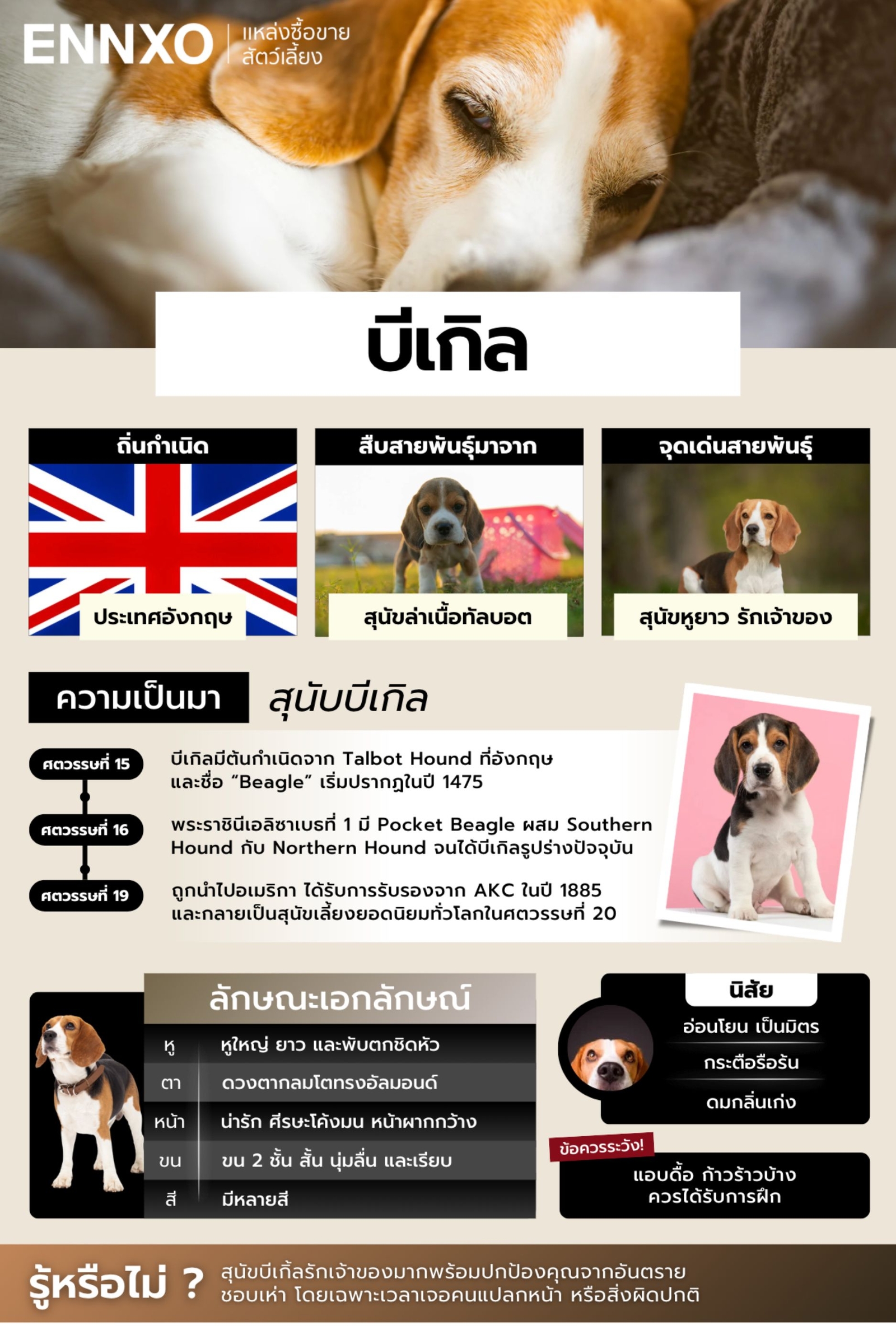 ข้อมูลสุนัขบีเกิ้ล