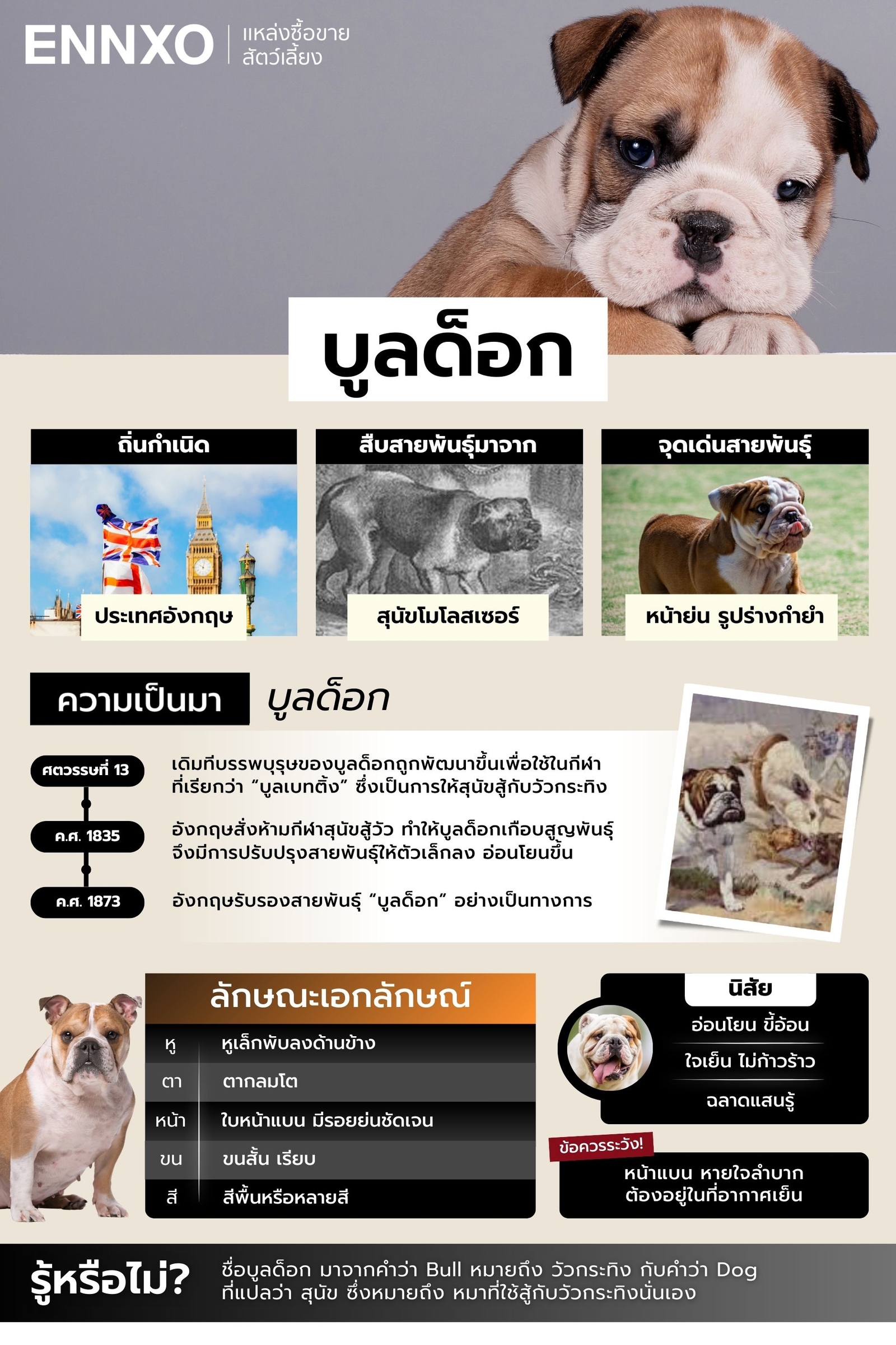 สรุปข้อมูลบูลด็อก