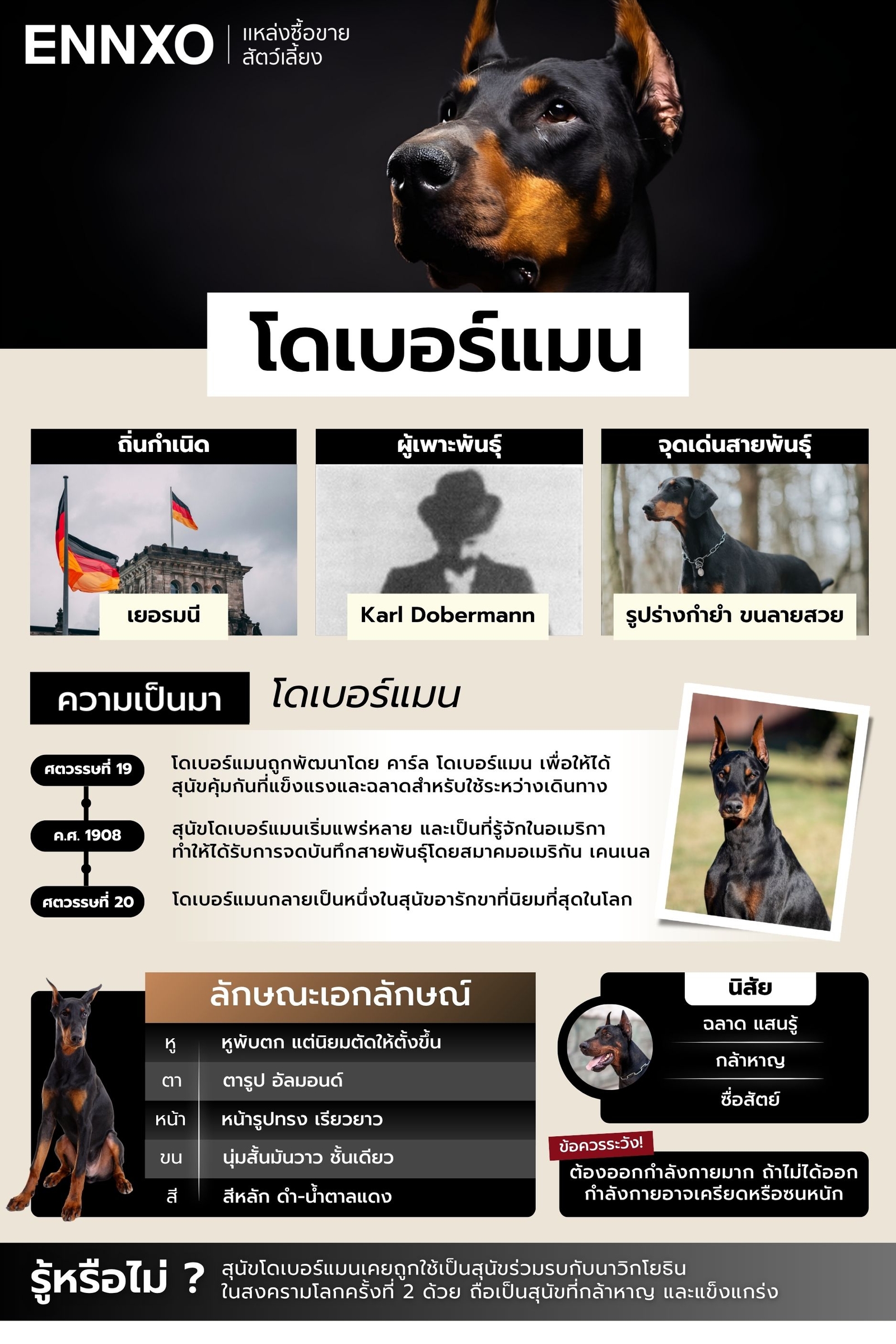 สรุปข้อมูลโดเบอร์แมน