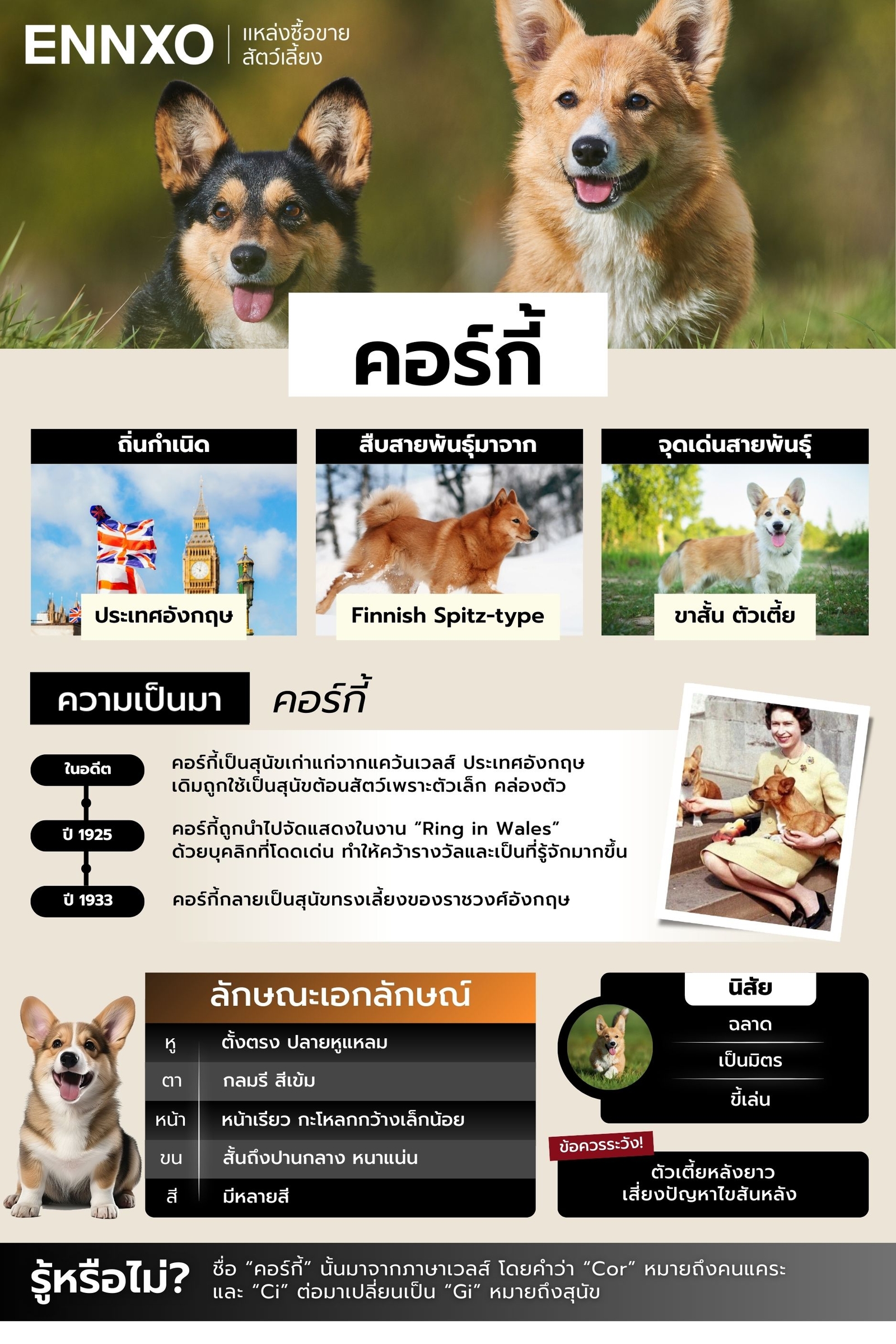 สรุปข้อมูลหมาคอร์กี้