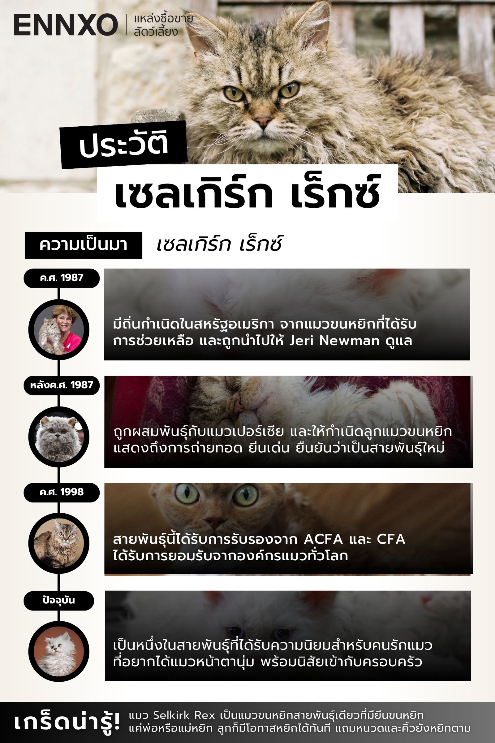 สรุปประวัติ แมวเซลเกิร์ก เร็กซ์