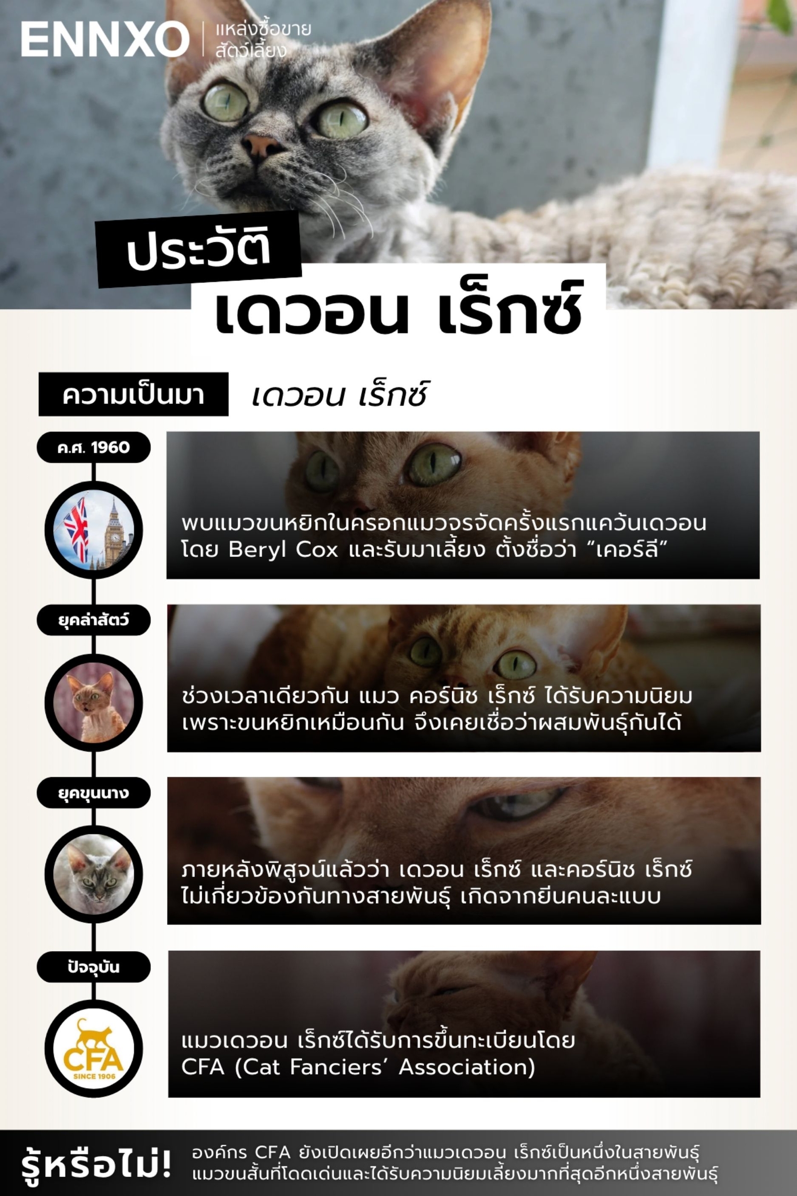 สรุปประวัติแมวเดวอน เร็กซ์