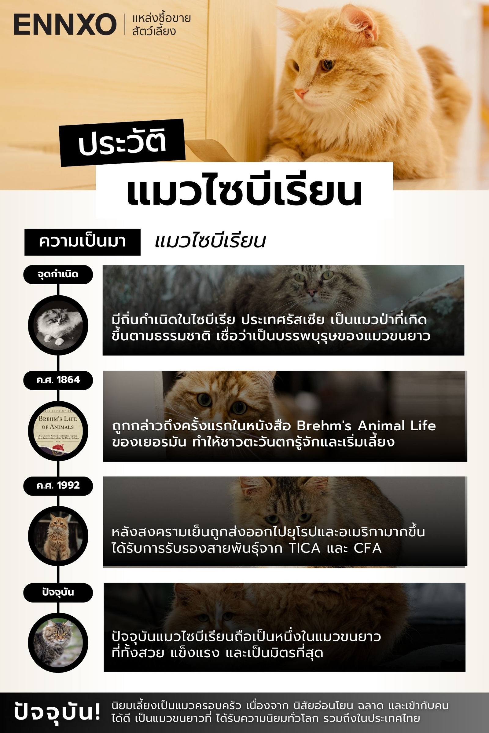 สรุปประวัติแมวไซบีเรียน