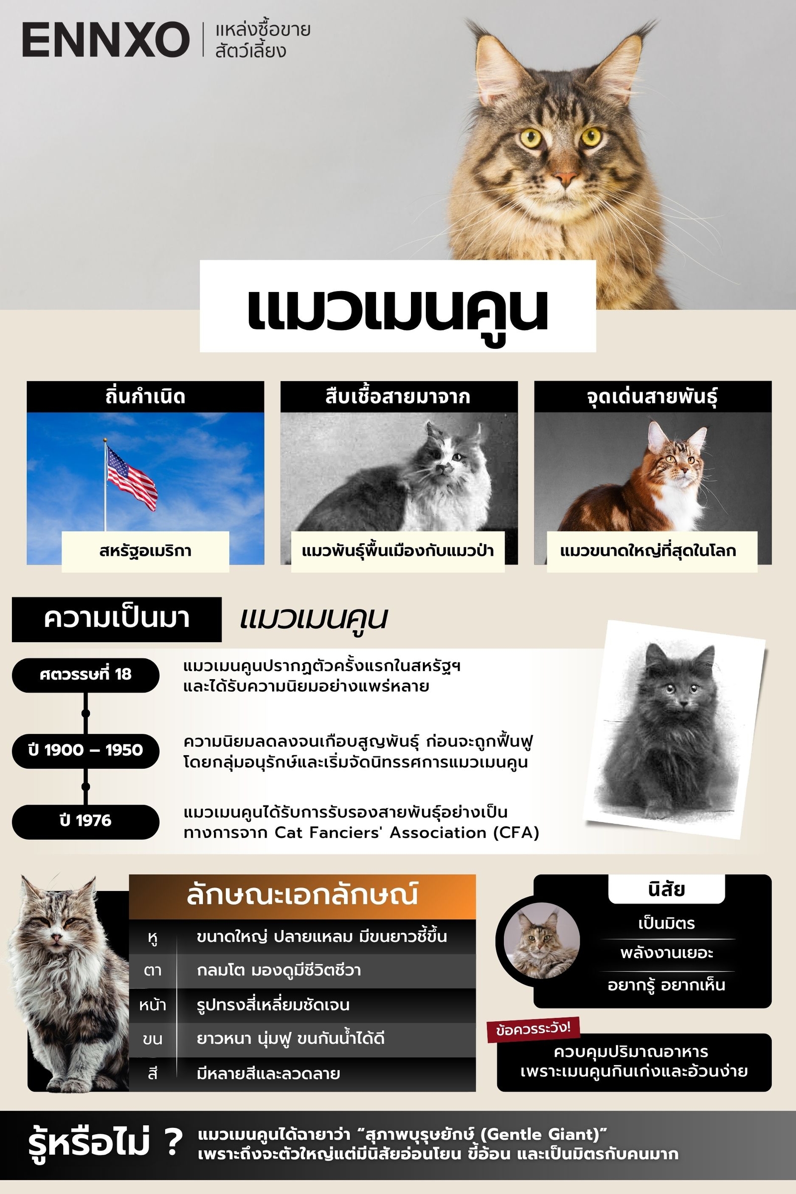 สรุปลักษณะ นิสัย แมวเมนคูน มีจุดเด่นอะไรบ้าง