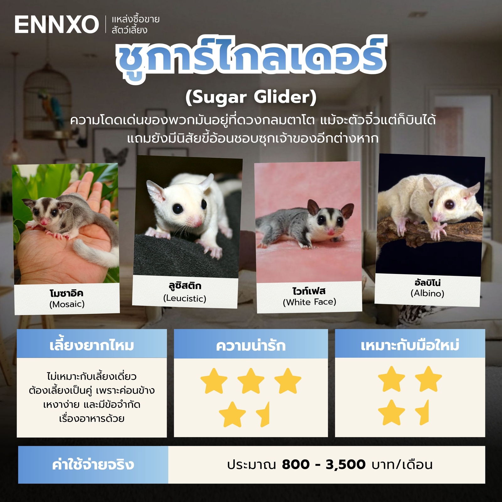 สัตว์เลี้ยงตัวเล็กน่ารัก-ชูการ์ไกลเดอร์
