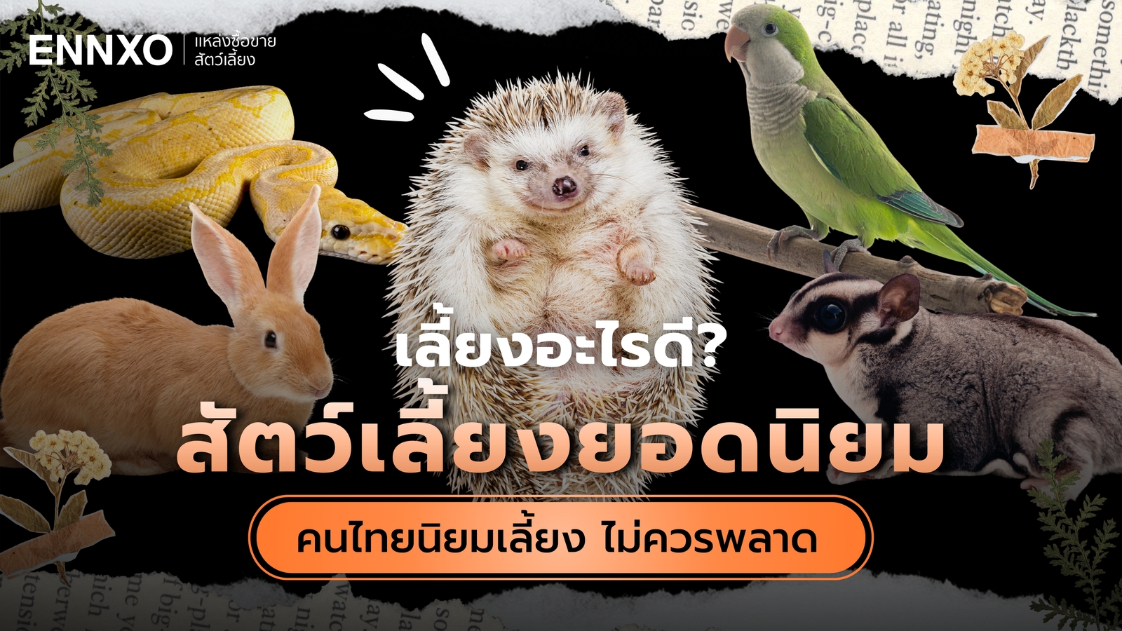 รวม 20 สัตว์เลี้ยงยอดนิยมของคนไทย มีอะไรบ้าง อัปเดต 2026