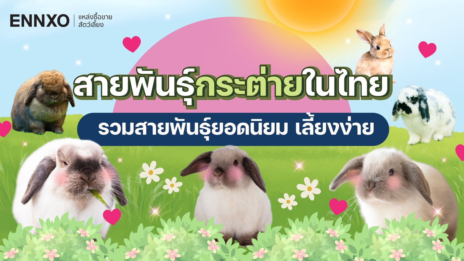 รวมสายพันธ์ุกระต่ายในไทยยอดนิยม กระต่ายสายพันธุ์ไหนน่าเลี้ยง