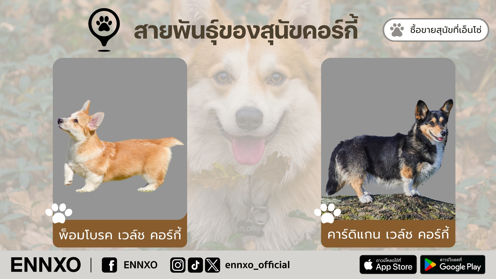 คอร์กี้ มีกี่สายพันธุ์