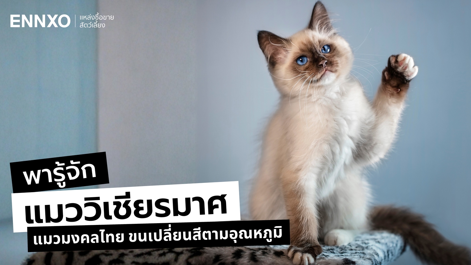 รู้จักแมววิเชียรมาศ แมวมงคลไทย ที่เปลี่ยนสีตามอุณหภูมิได้