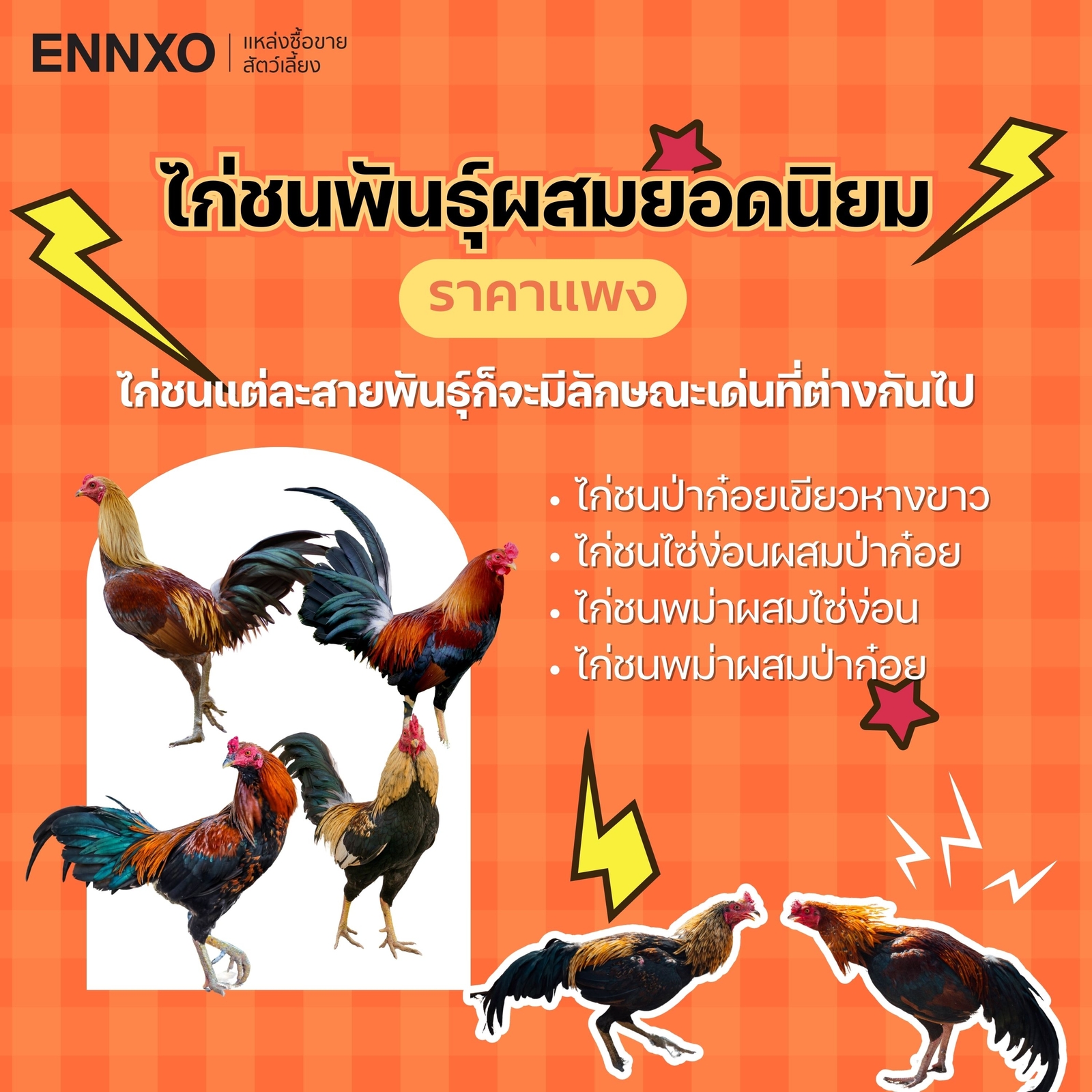 สายพันธุ์ไก่ชนที่เก่งที่สุดพันธุ์ผสม