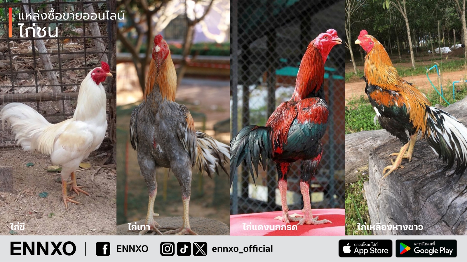 ไก่ชน ไก่ชนสวยงาม สายพันธุ์ยอดนิยม