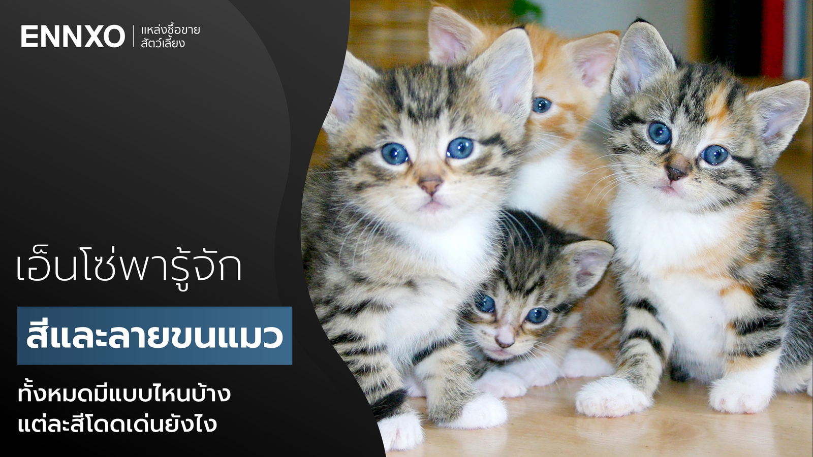 แมวมีสีและลวดลายอะไรบ้าง รวมสีขนแมวทั้งหมด 