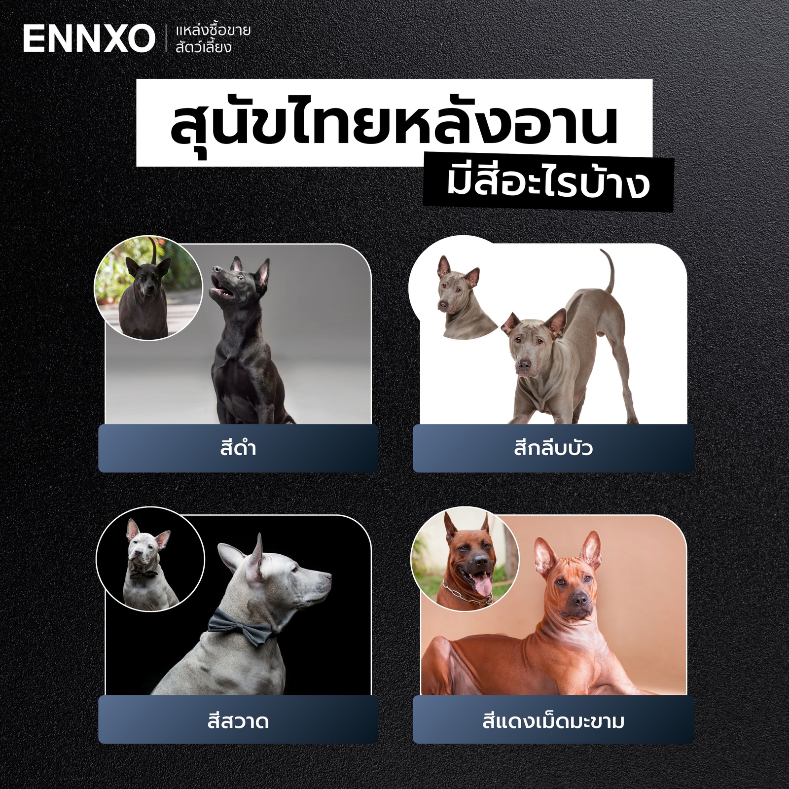 สีของสุนัขไทยหลังอานมีอะไรบ้าง