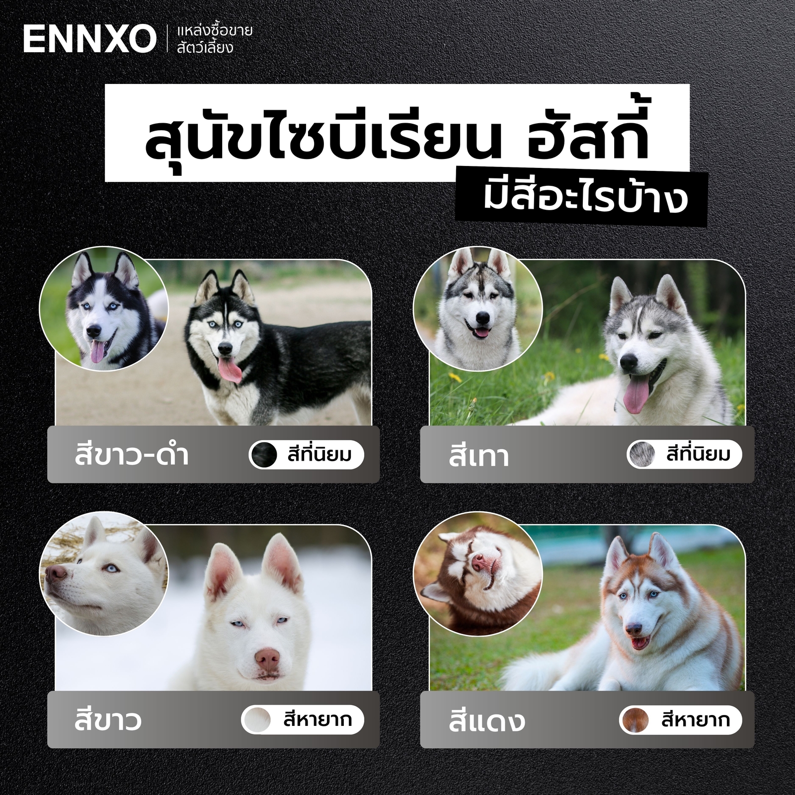 สีของไซบีเรียนฮัสกี้มีอะไรบ้าง