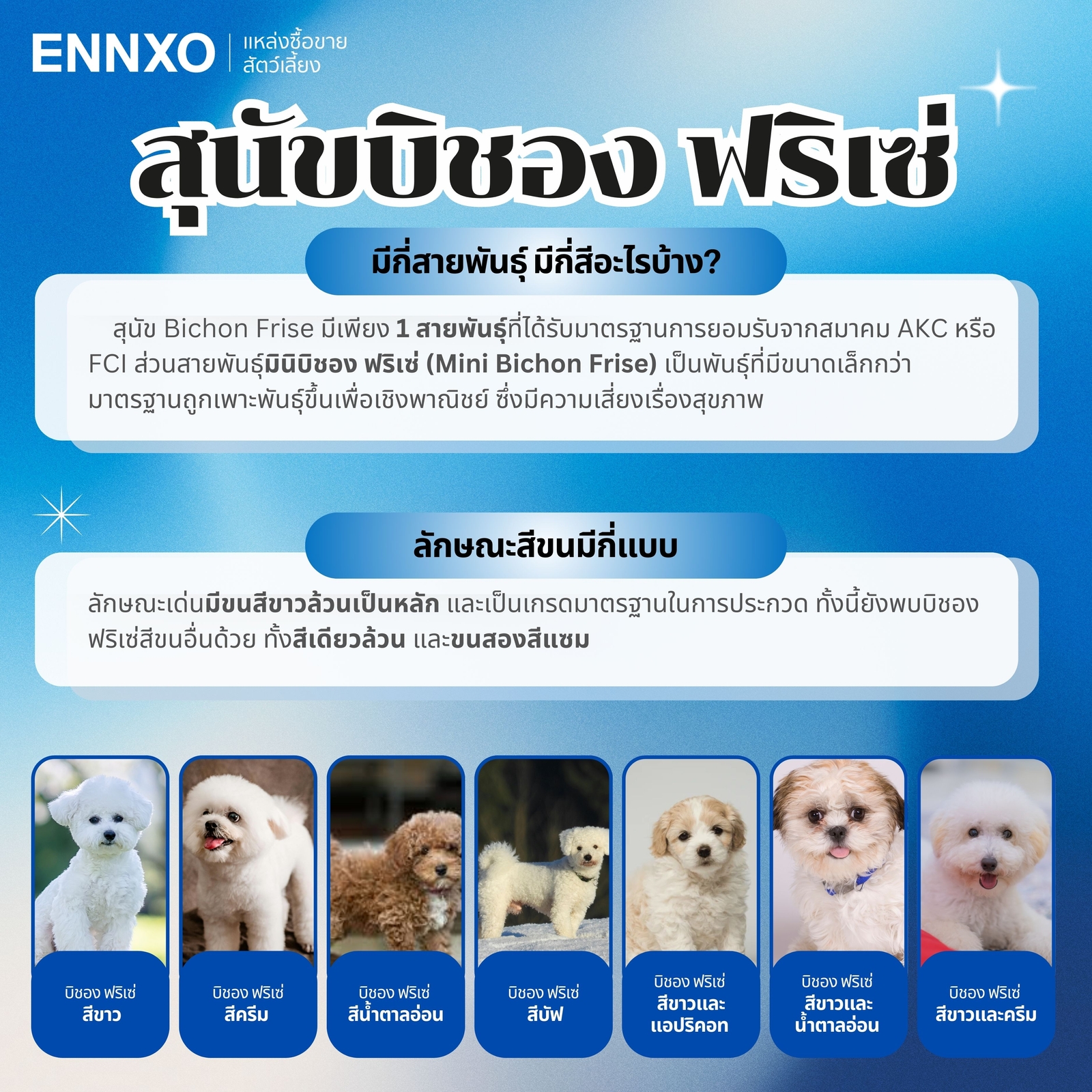 สุนัข-บิชอง-ฟริเซ่-มีกี่สี