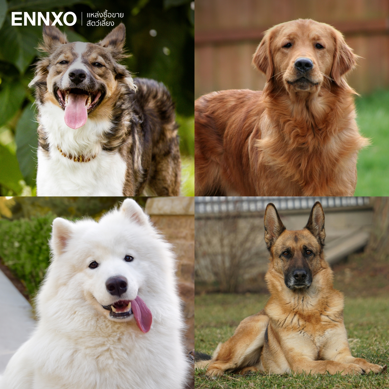 รูปสุนัข