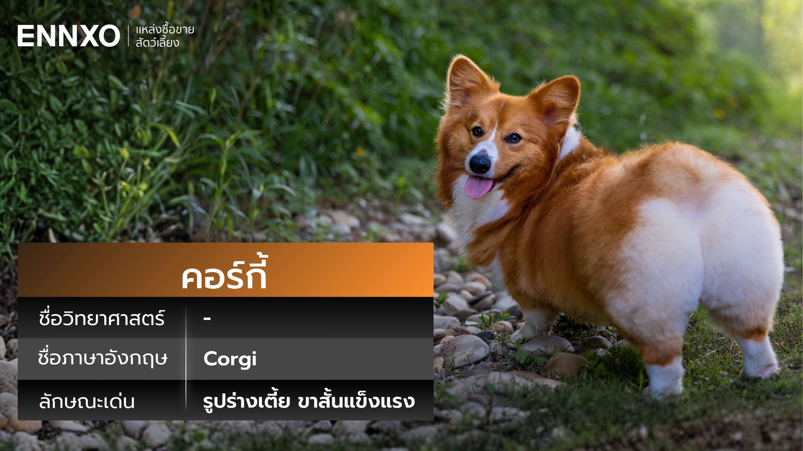 สุนัขคอร์กี้ ชื่อภาษาอังกฤษอะไร