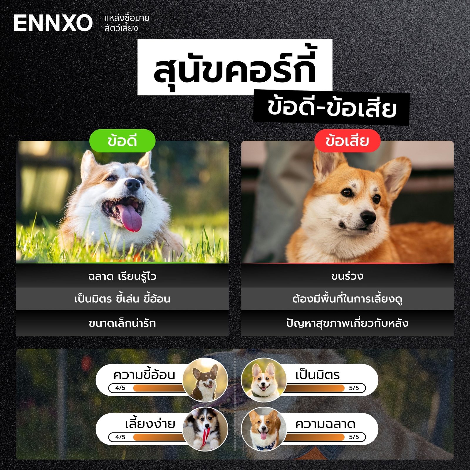 สุนัขคอร์กี้ มีข้อดี ข้อเสียอะไรบ้าง